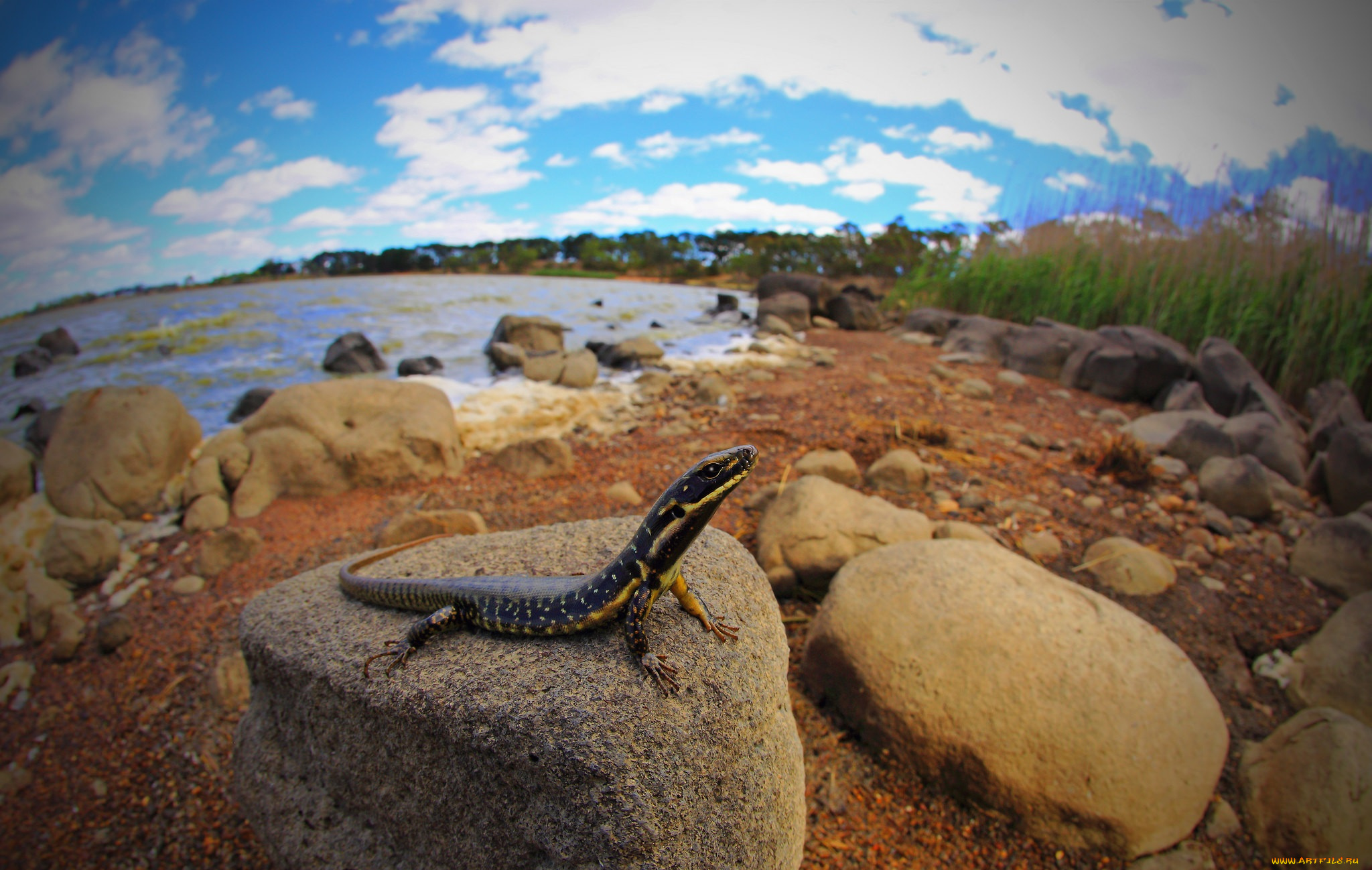 животные, Ящерицы, , игуаны, , вараны, змейка
