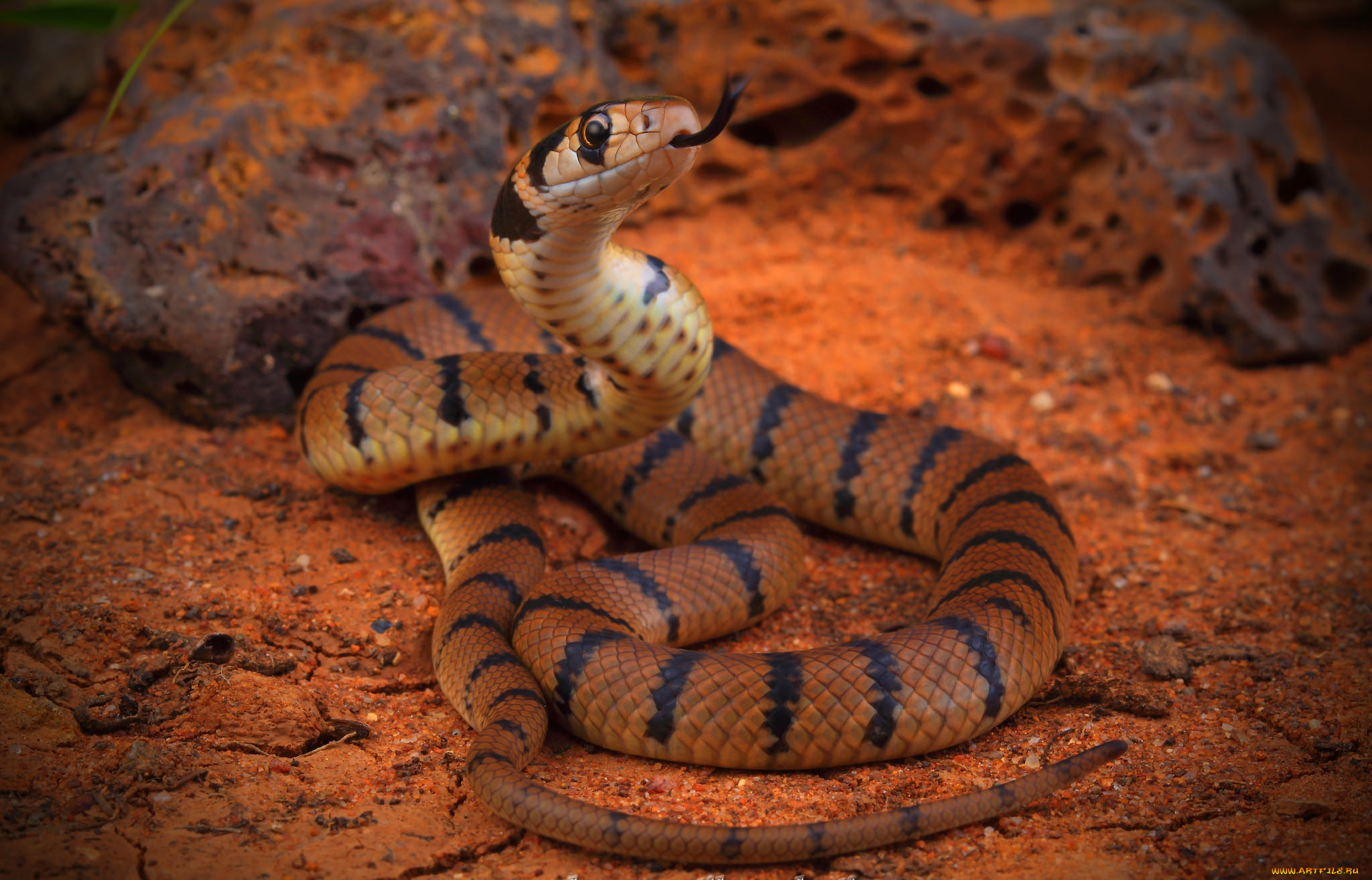 животные, змеи, , питоны, , кобры, змея