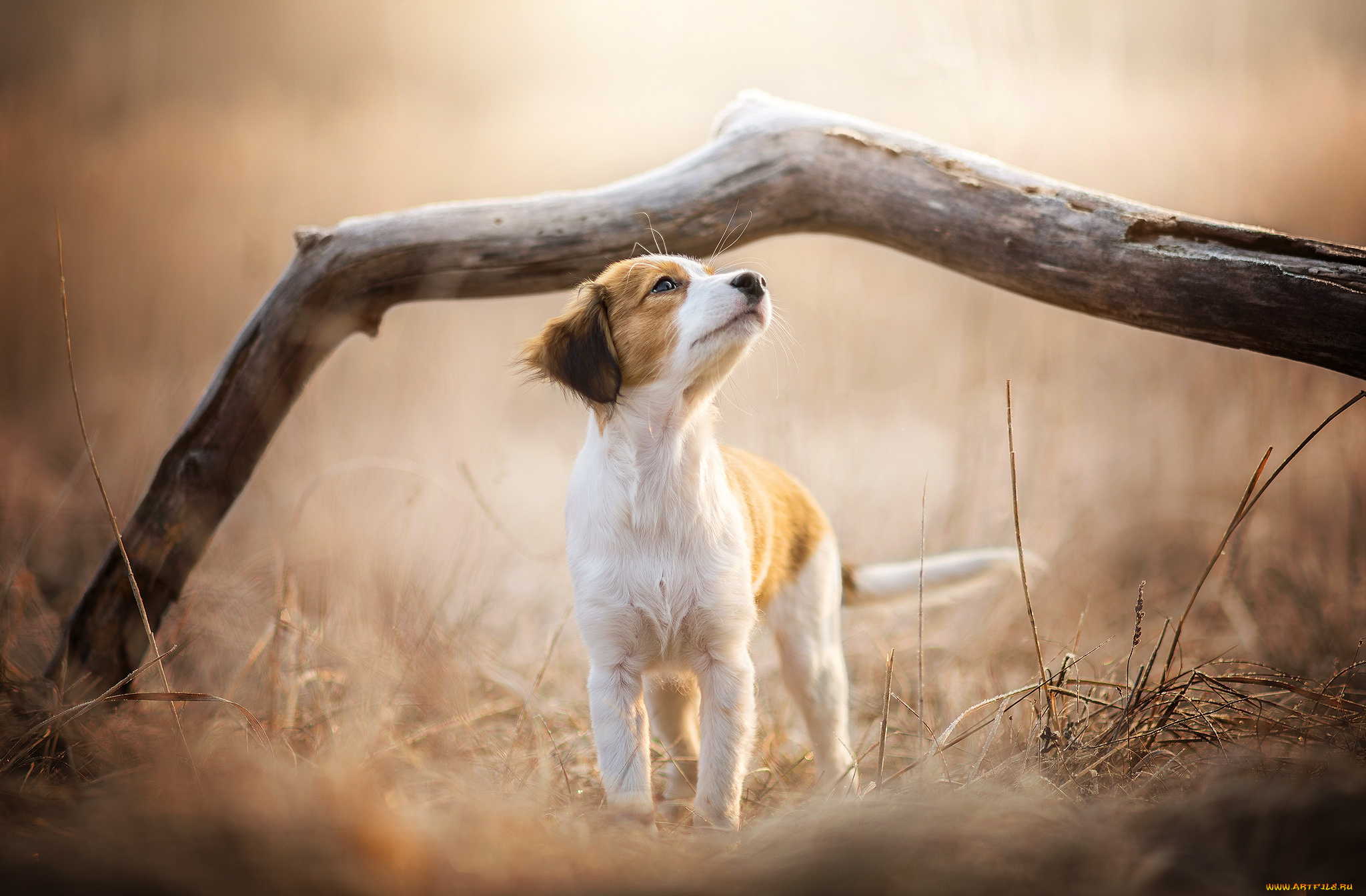 животные, собаки, пес