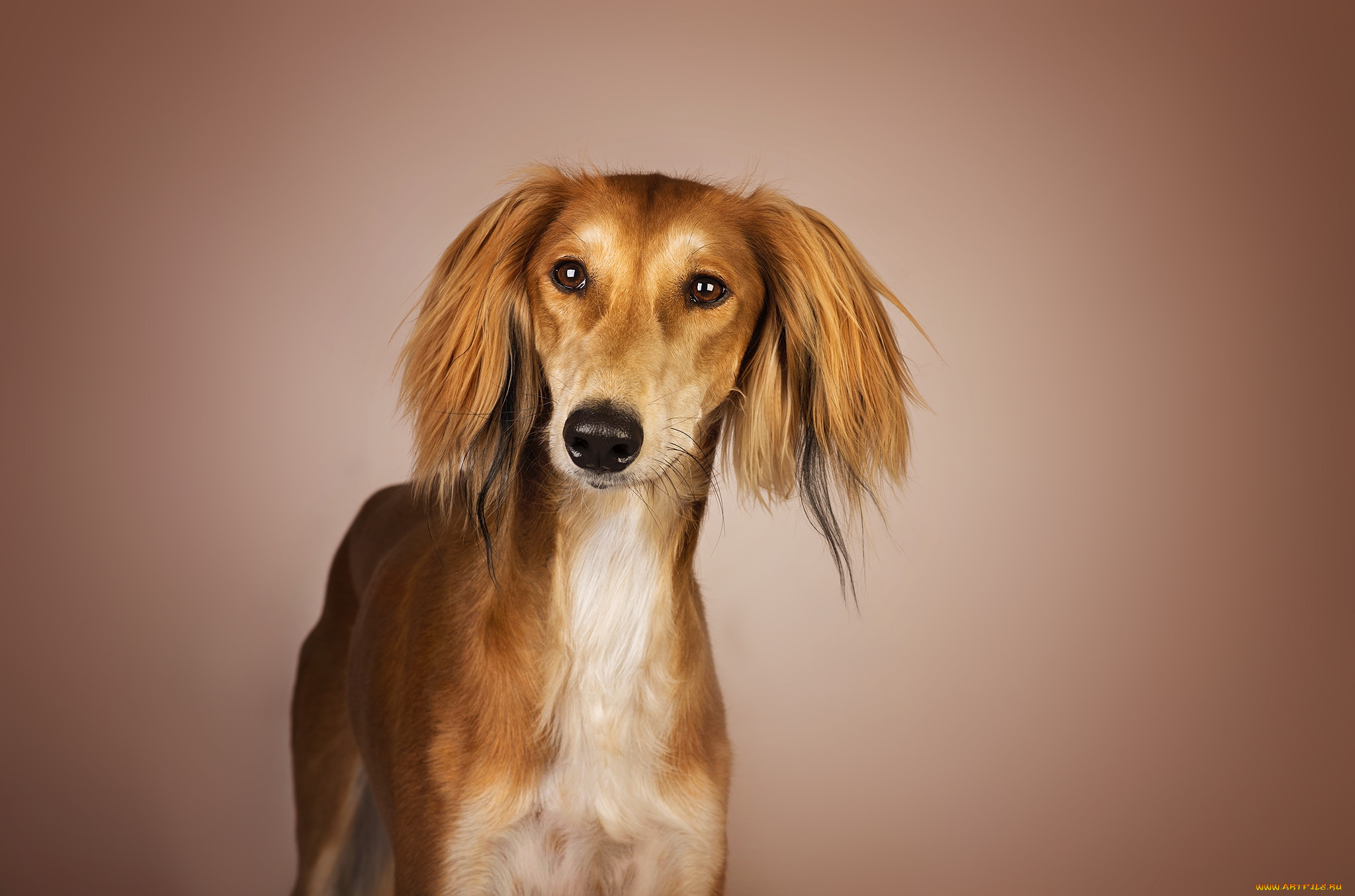 животные, собаки, пес