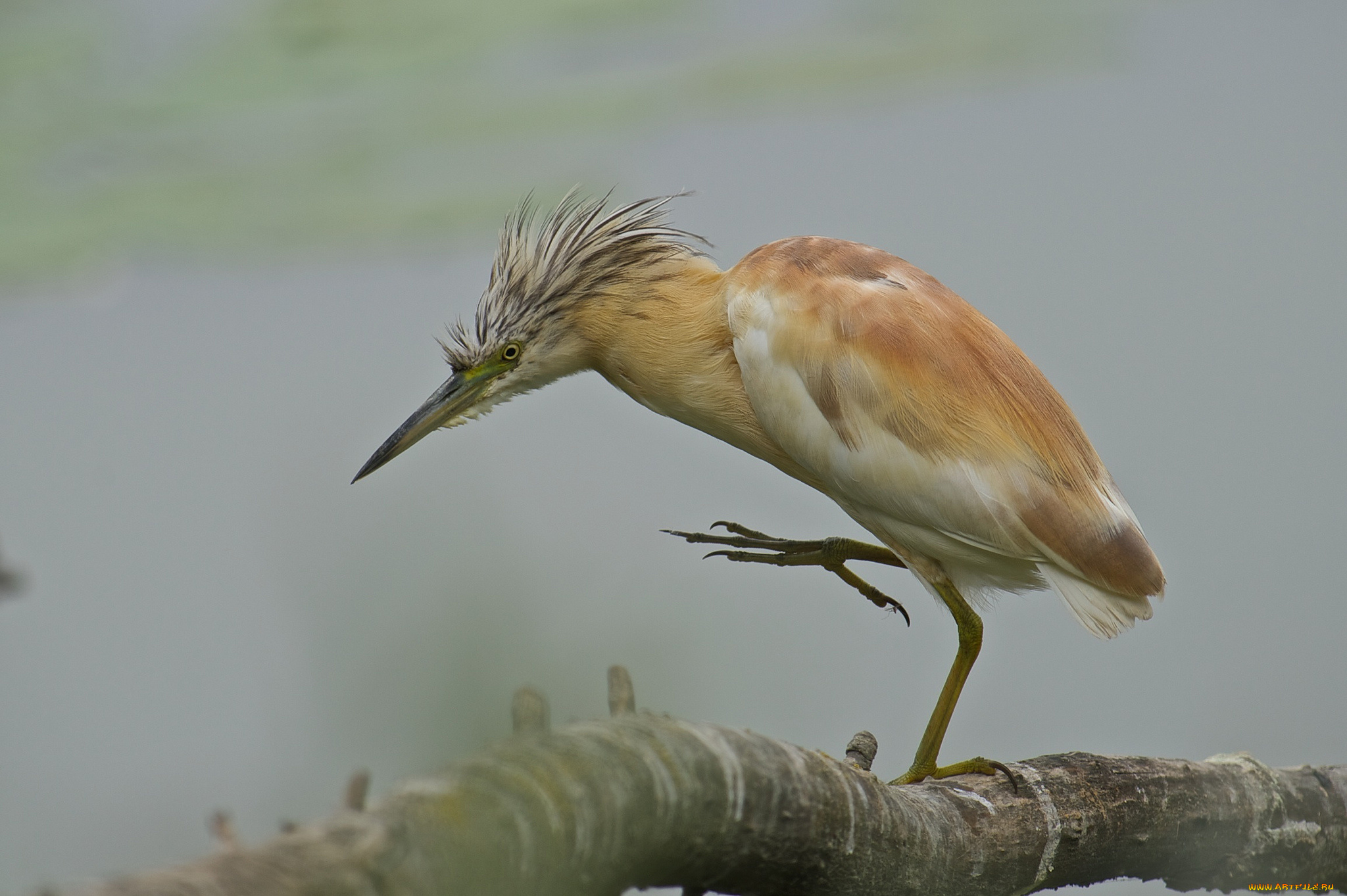 животные, цапли, , выпи, птичка