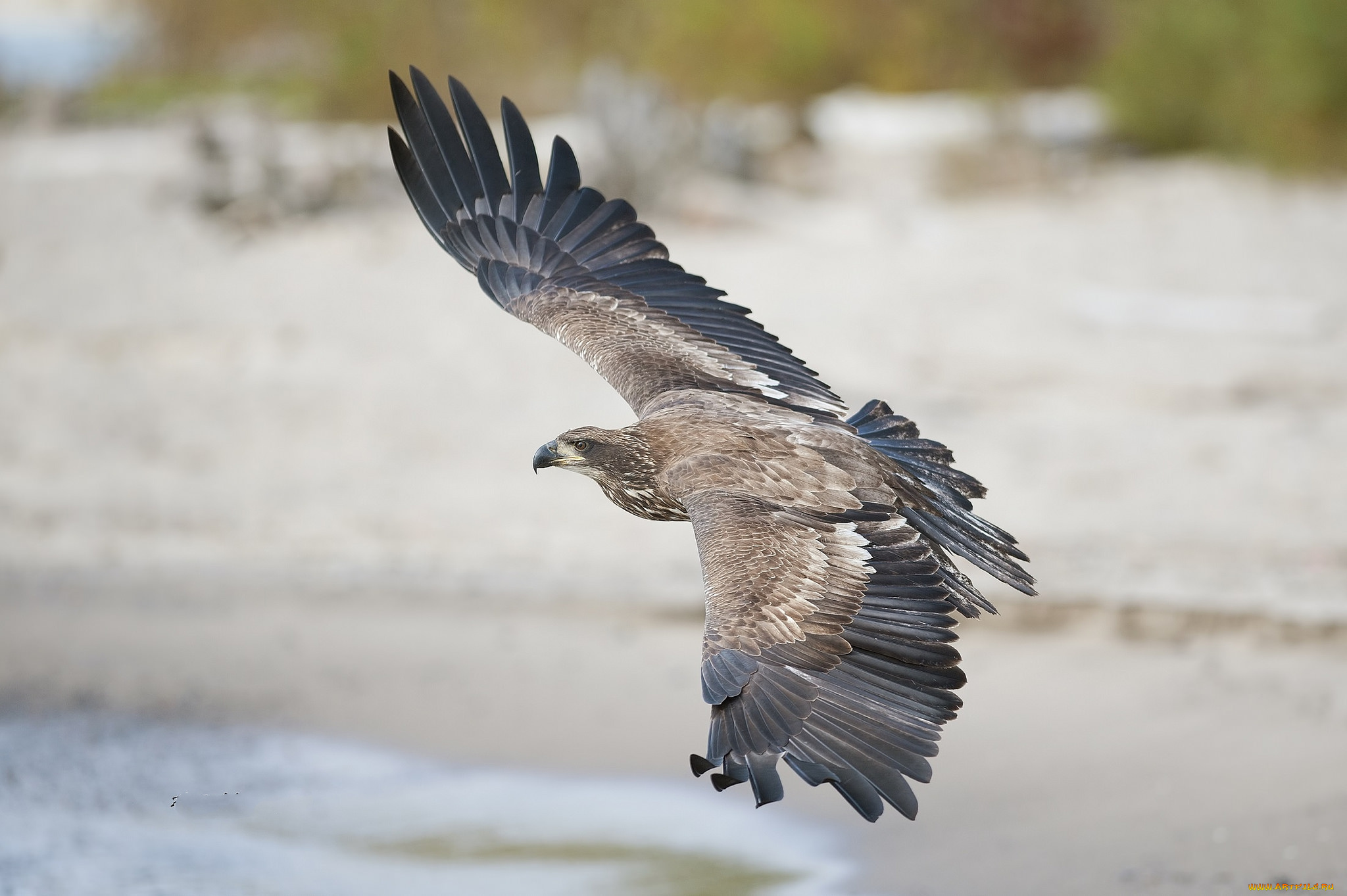 животные, птицы, -, хищники, птичка