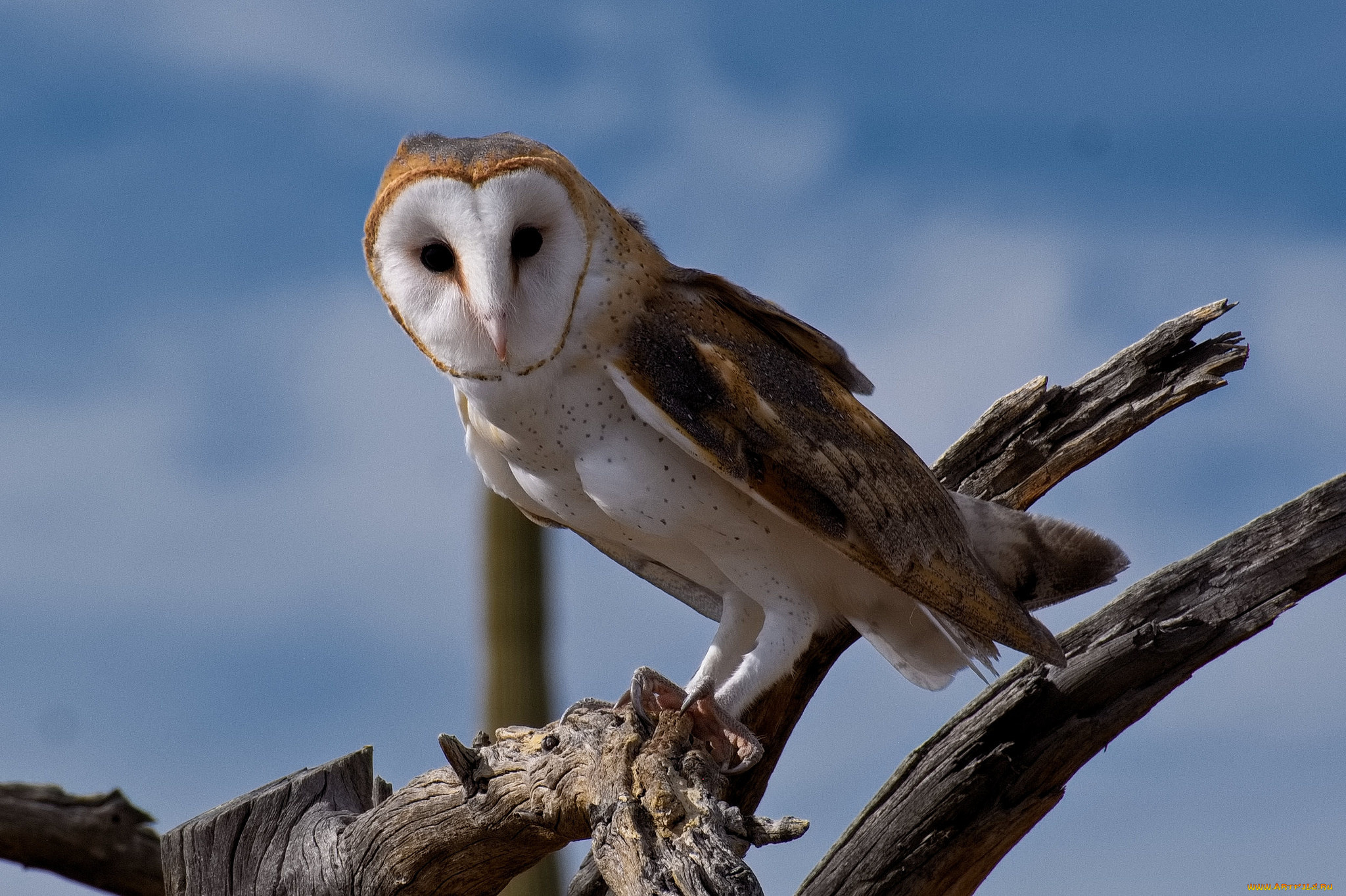 животные, совы, птичка