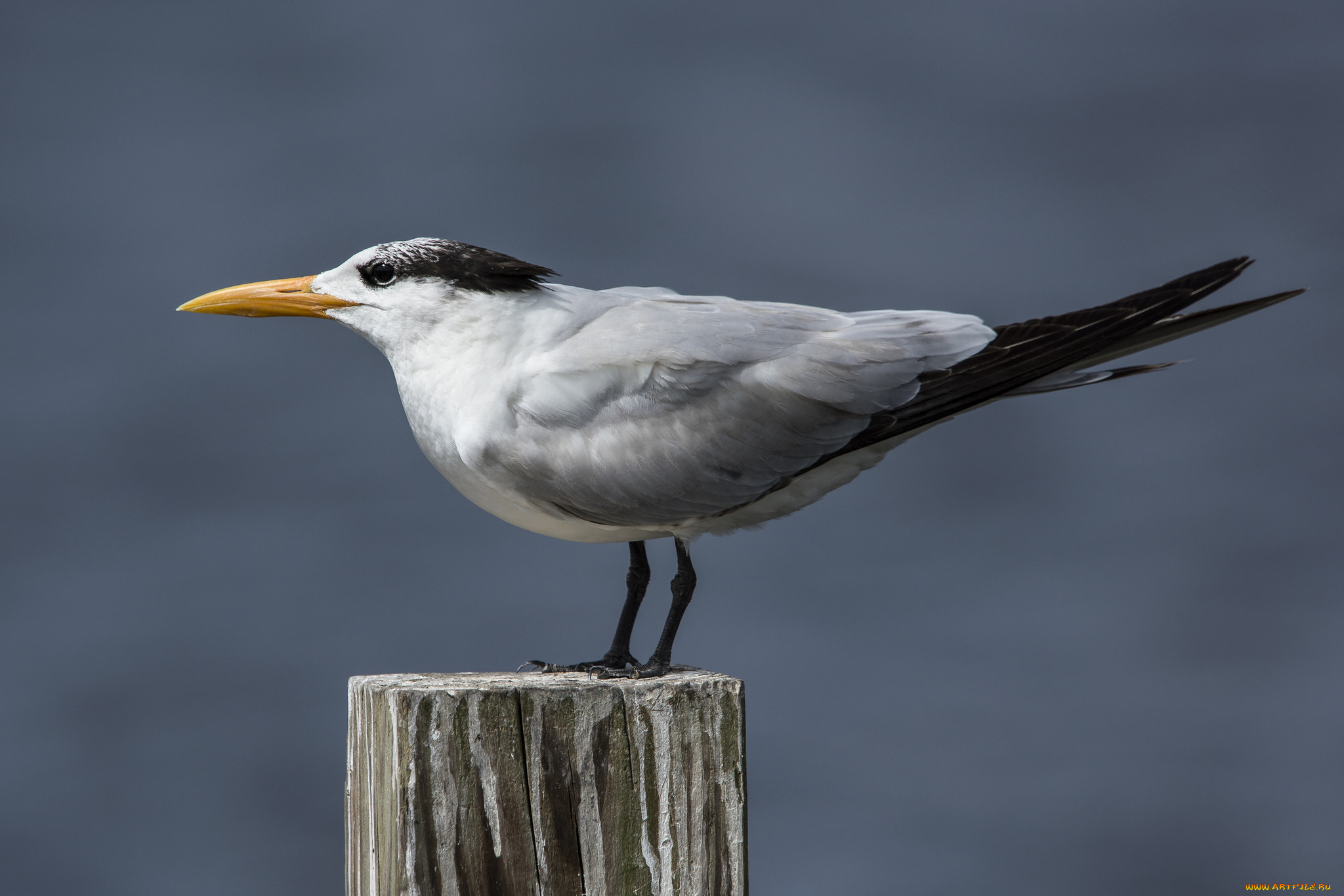 животные, Чайки, , бакланы, , крачки, птичка