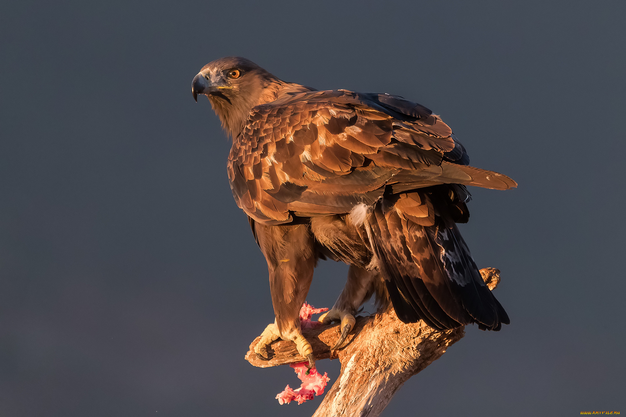 животные, птицы, -, хищники, птичка