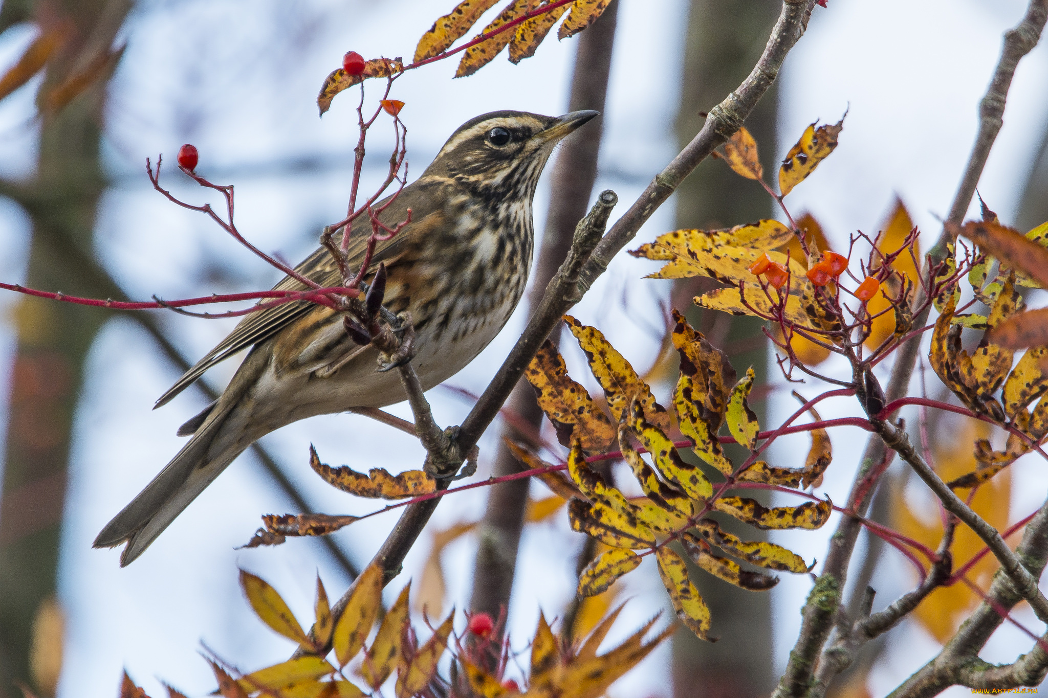 животные, птицы, птичка