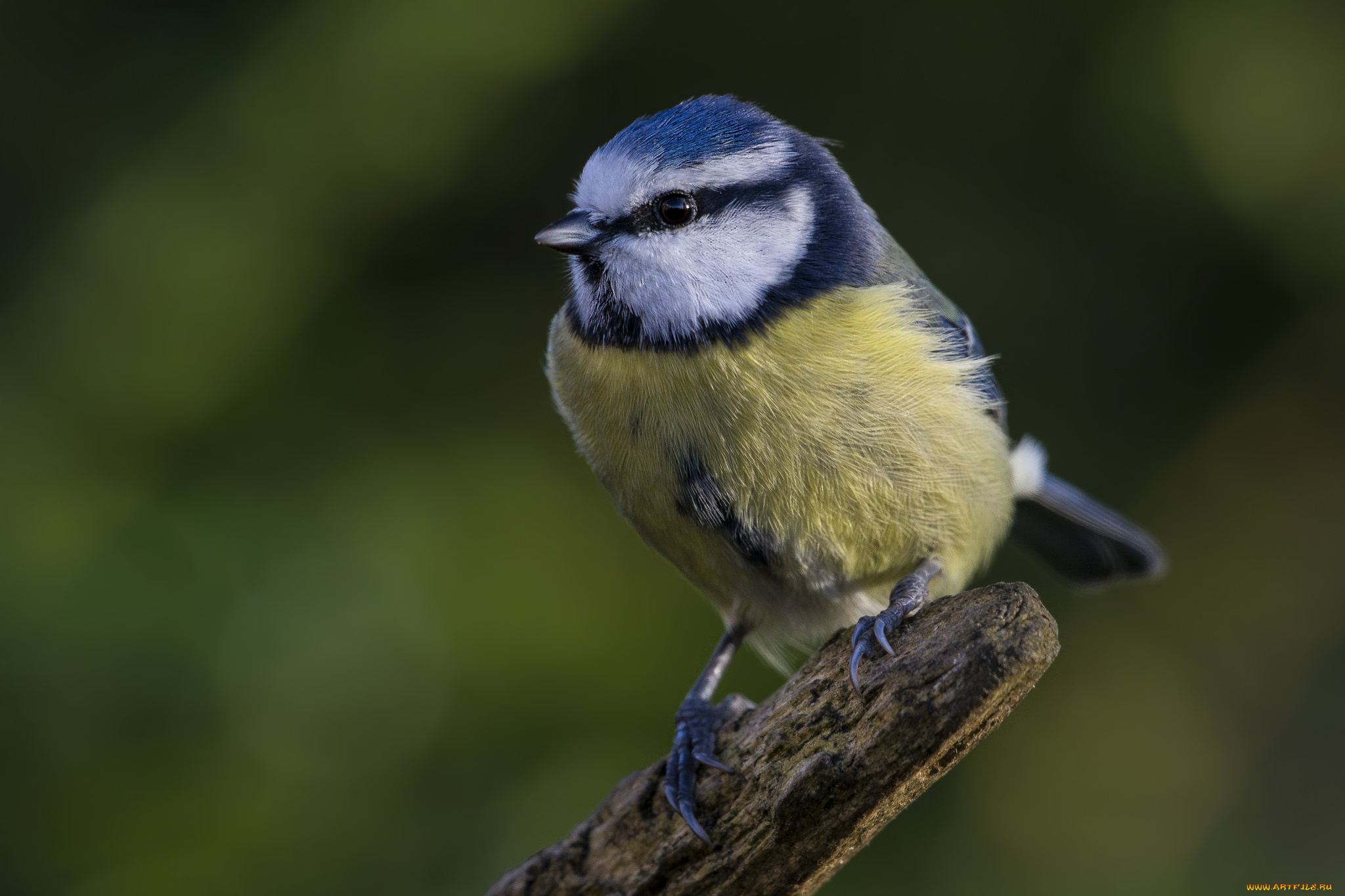 животные, синицы, , лазоревки, птичка