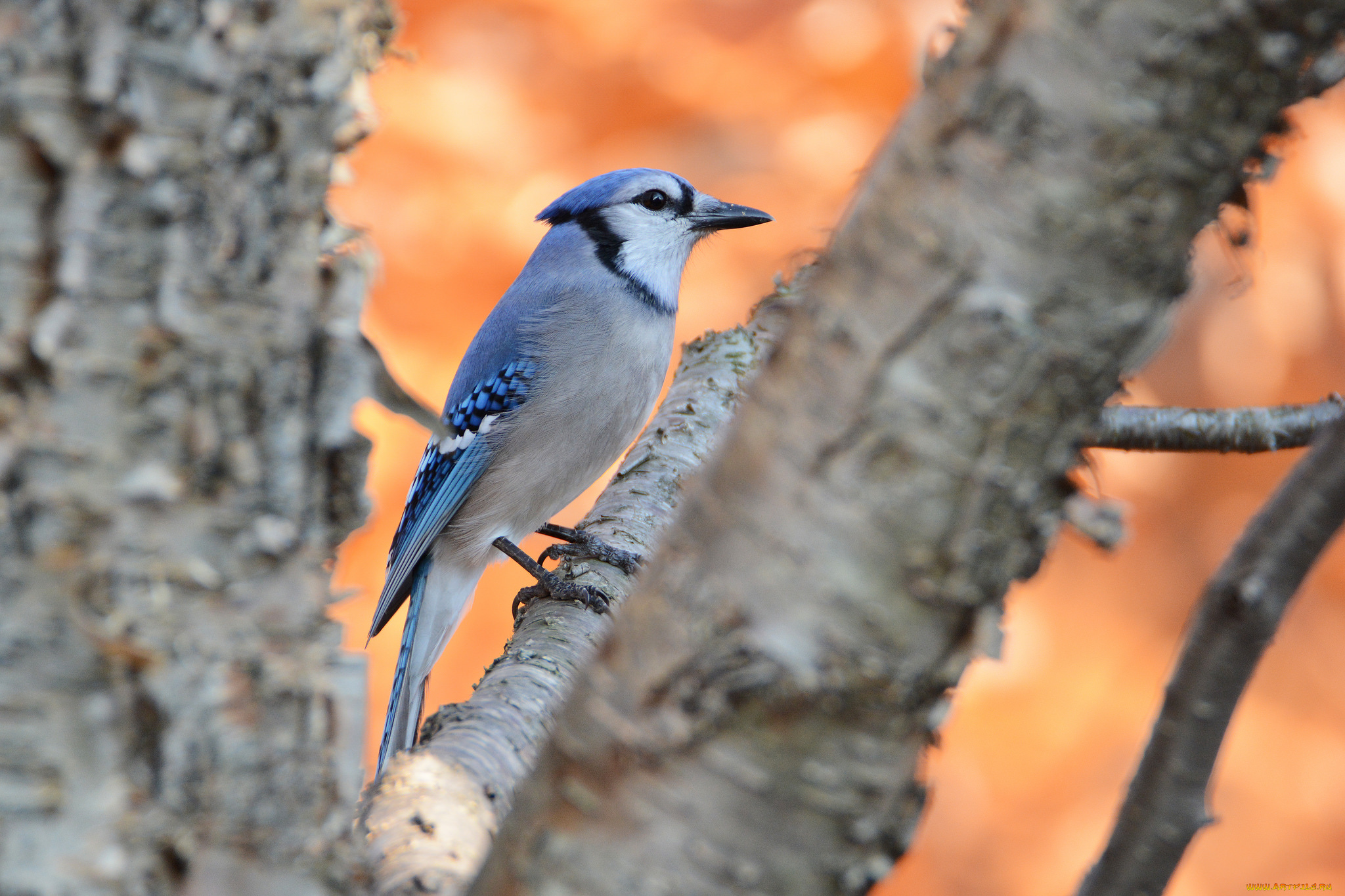 животные, сойки, птичка