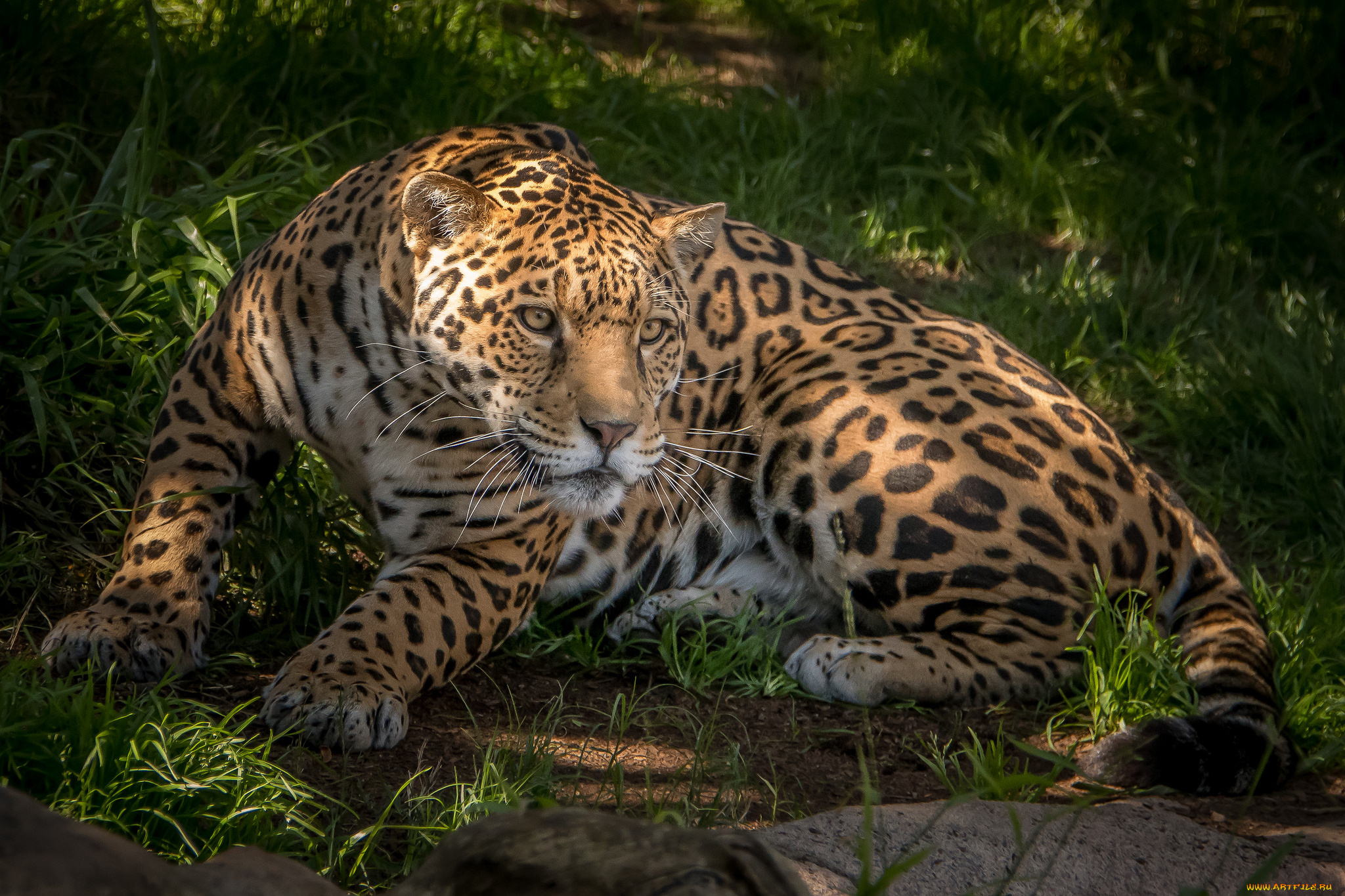 животные, Ягуары, хищник