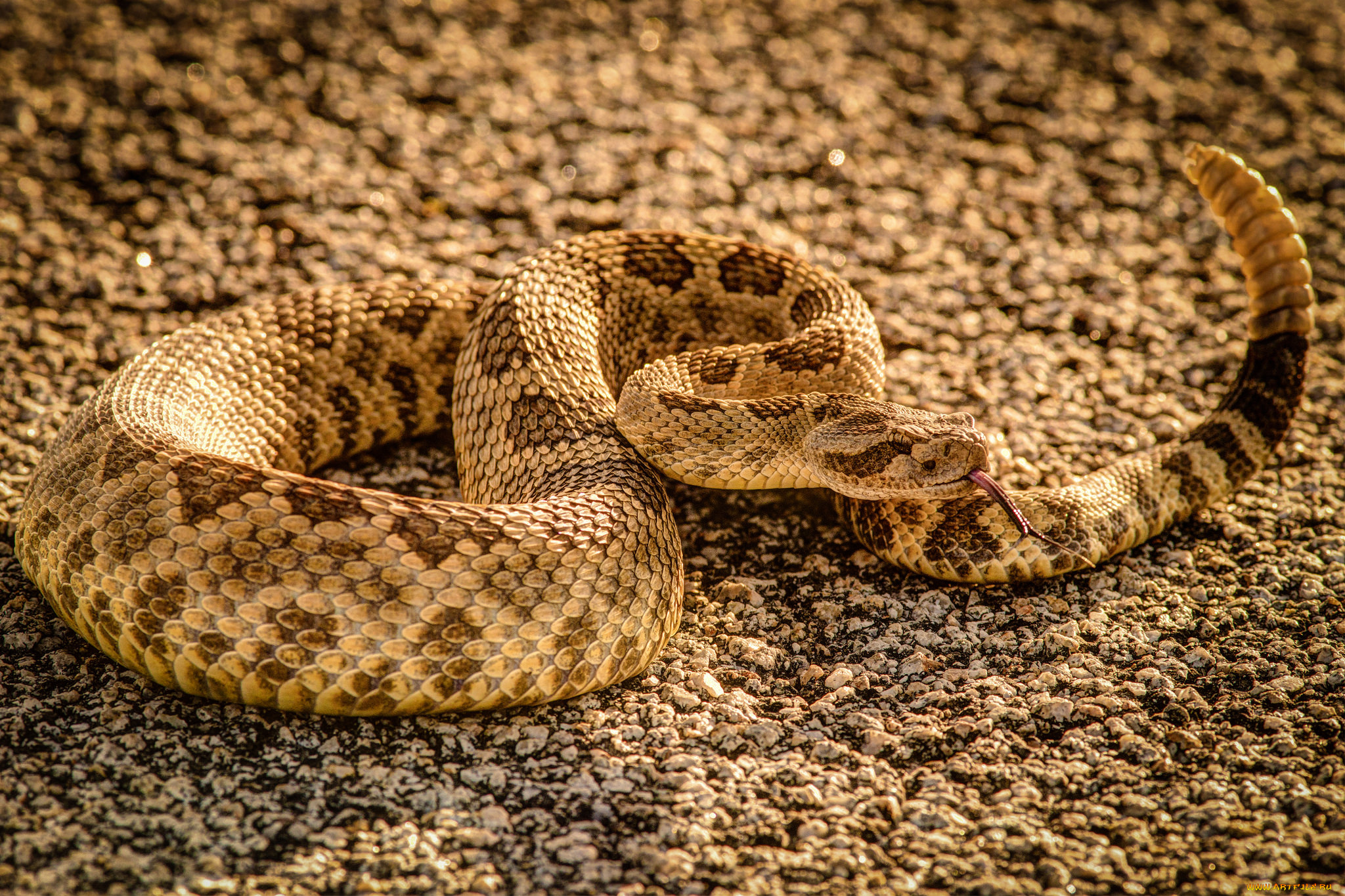 животные, змеи, , питоны, , кобры, гремучка