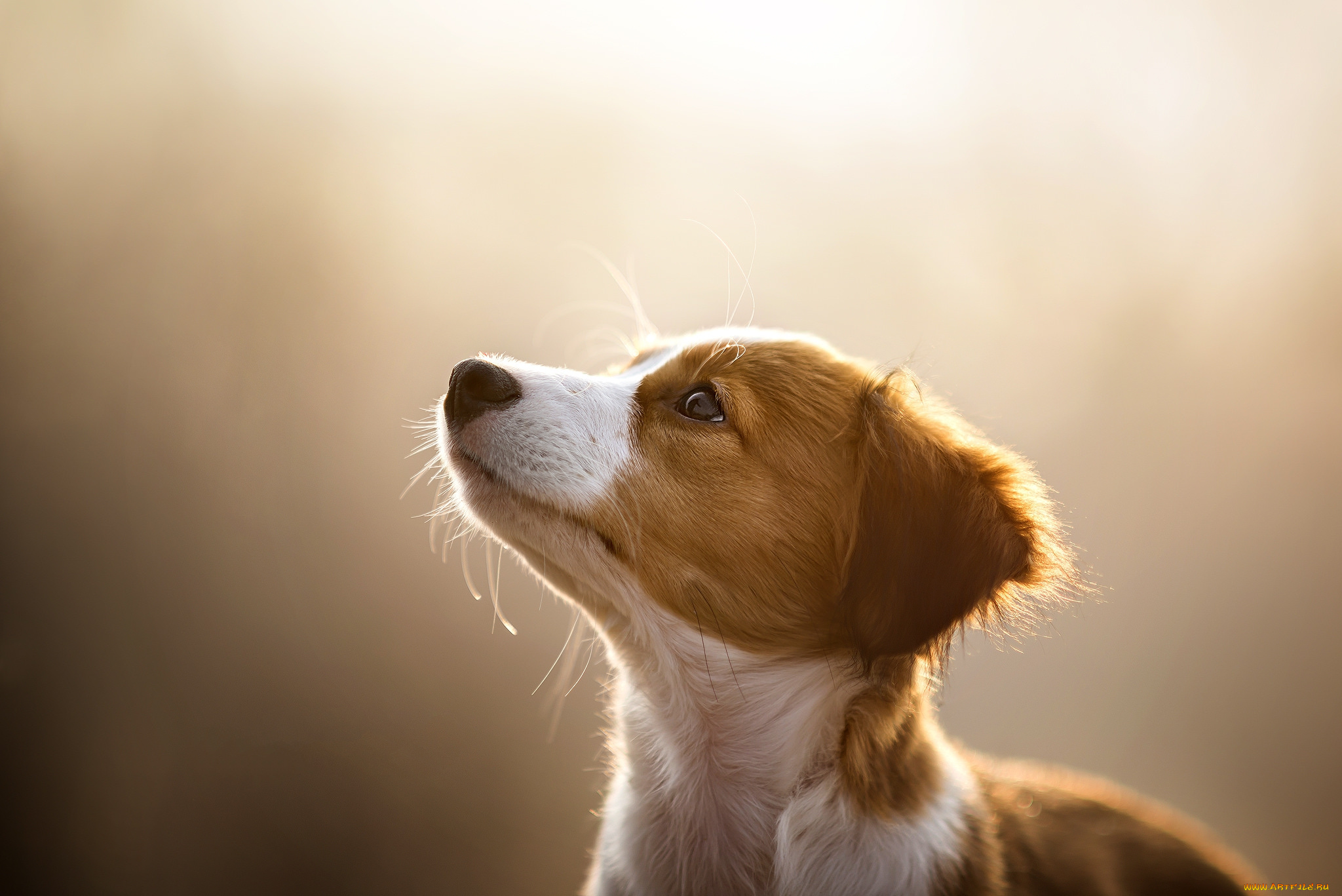 животные, собаки, пес