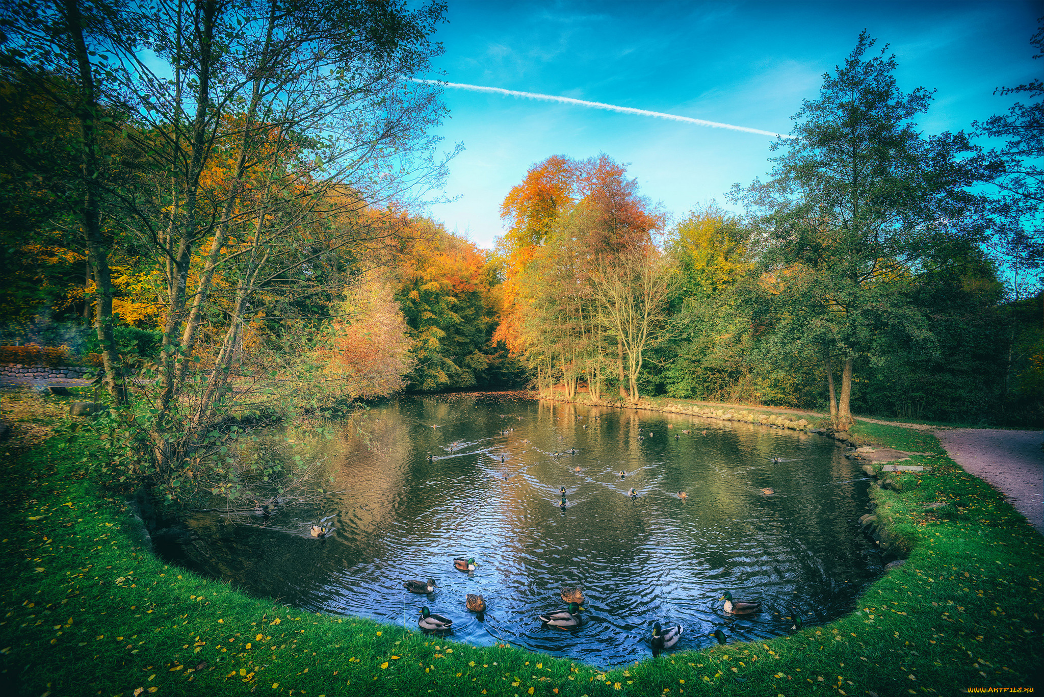 животные, утки, птичка