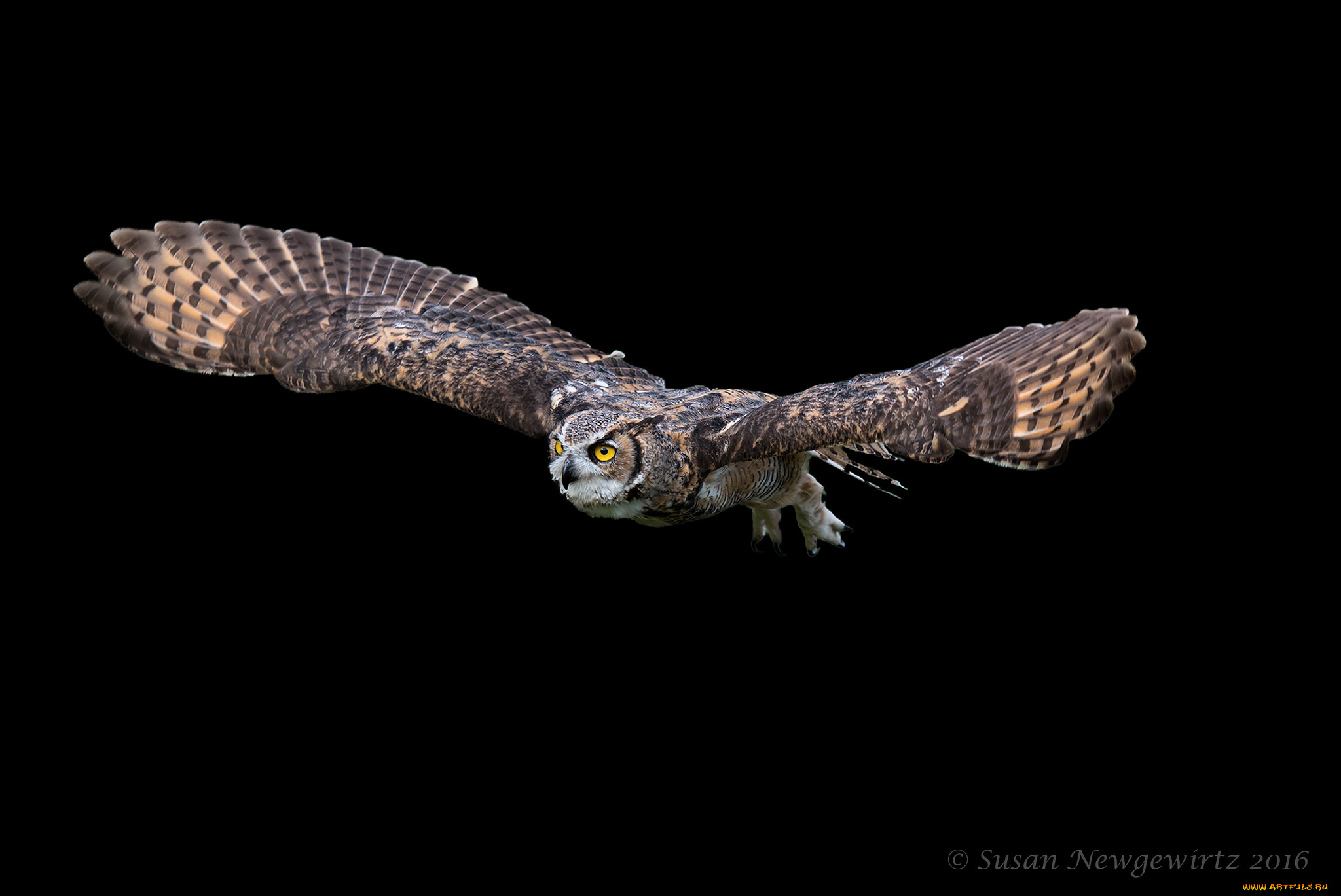 животные, совы, птичка