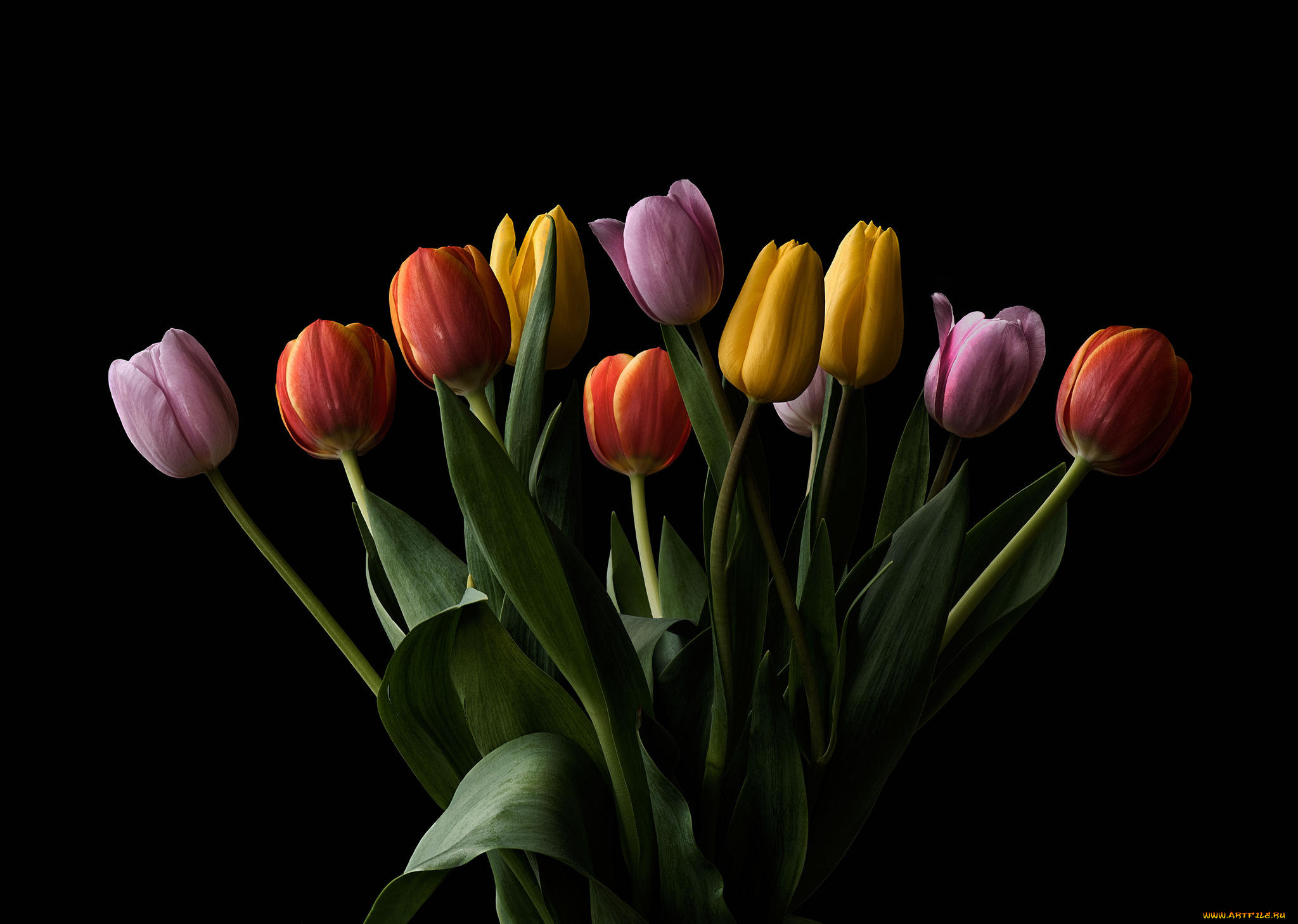 цветы, тюльпаны, флора