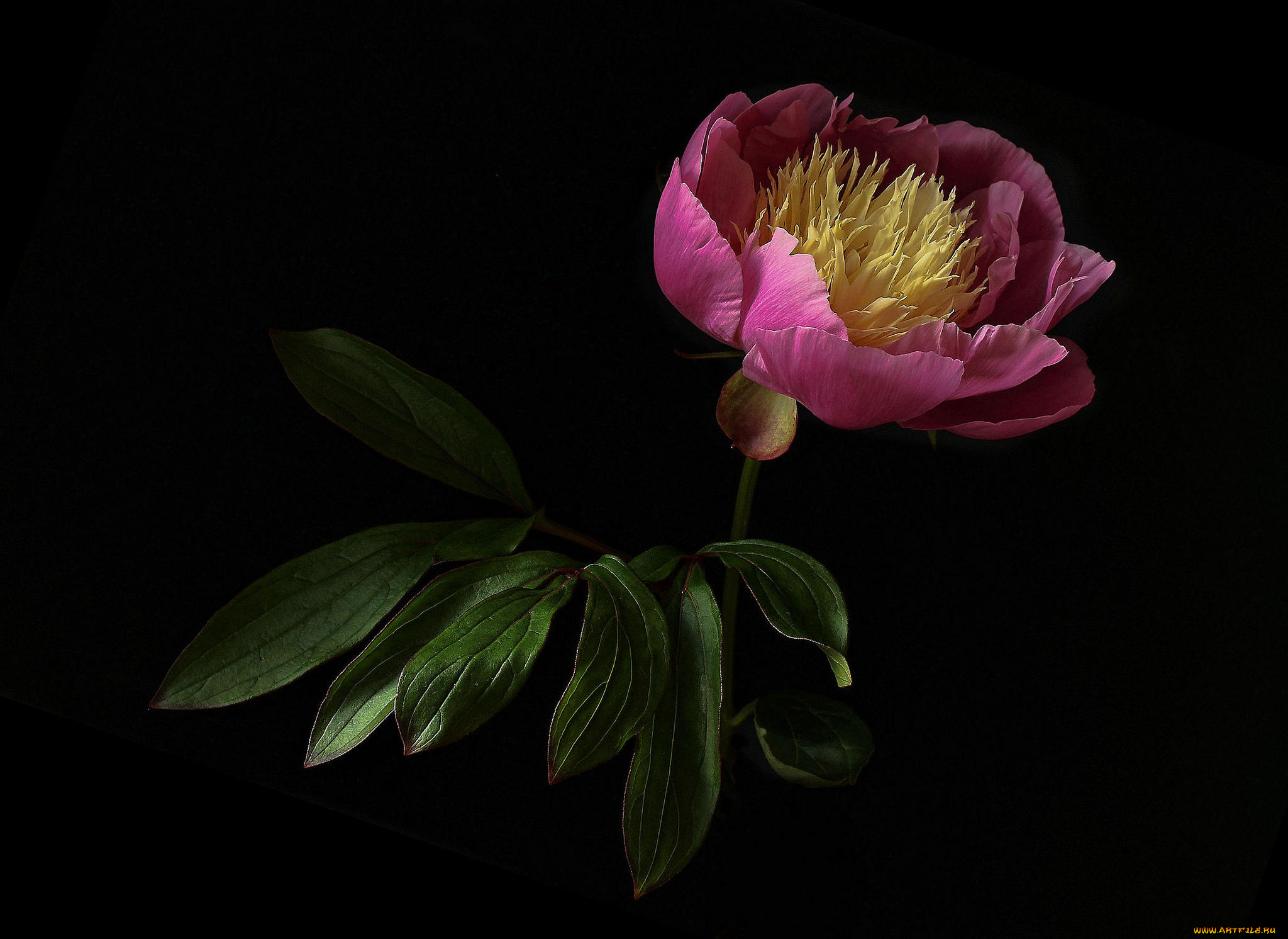 цветы, пионы, флора, цветок, пион