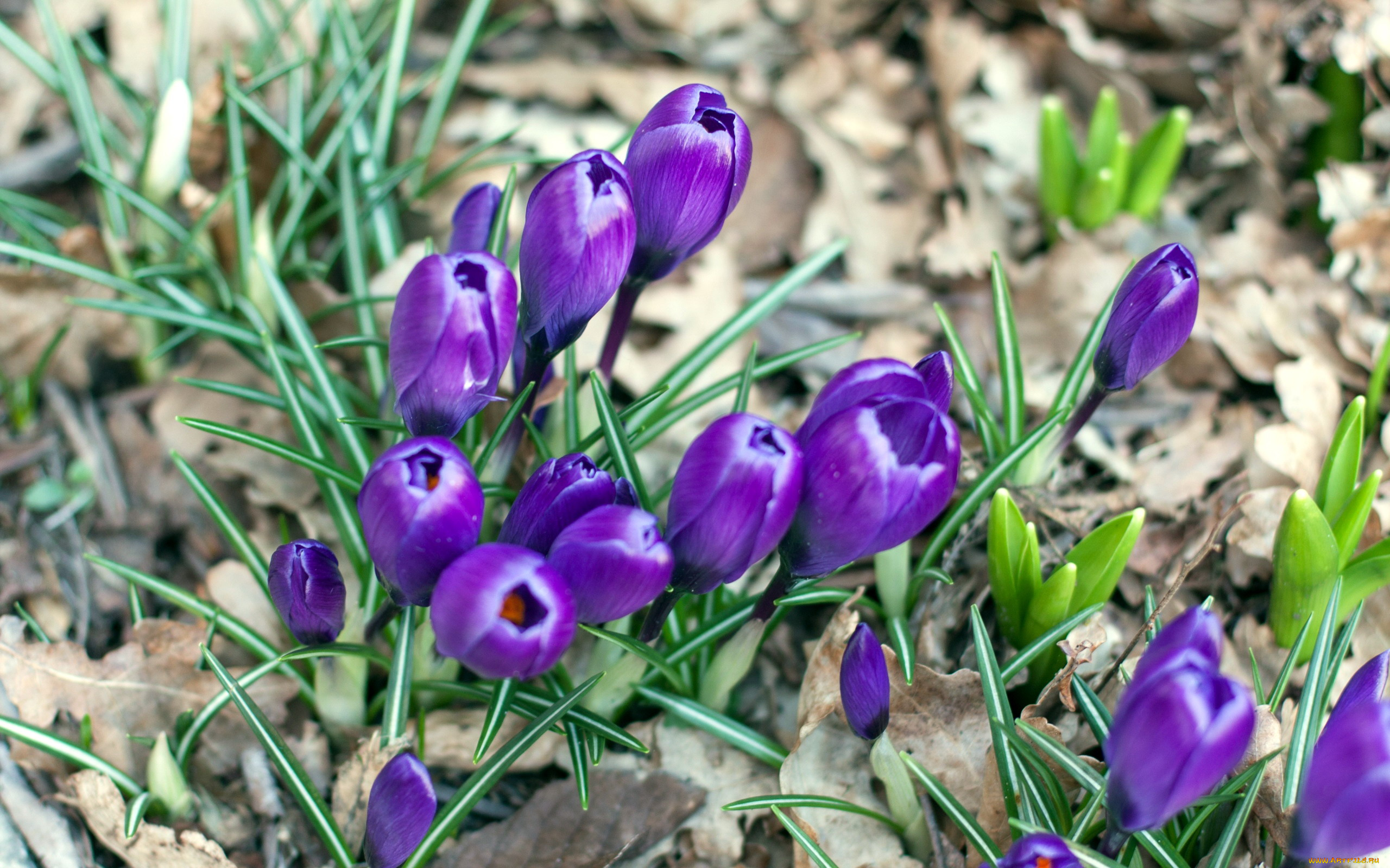 цветы, крокусы, первоцветы
