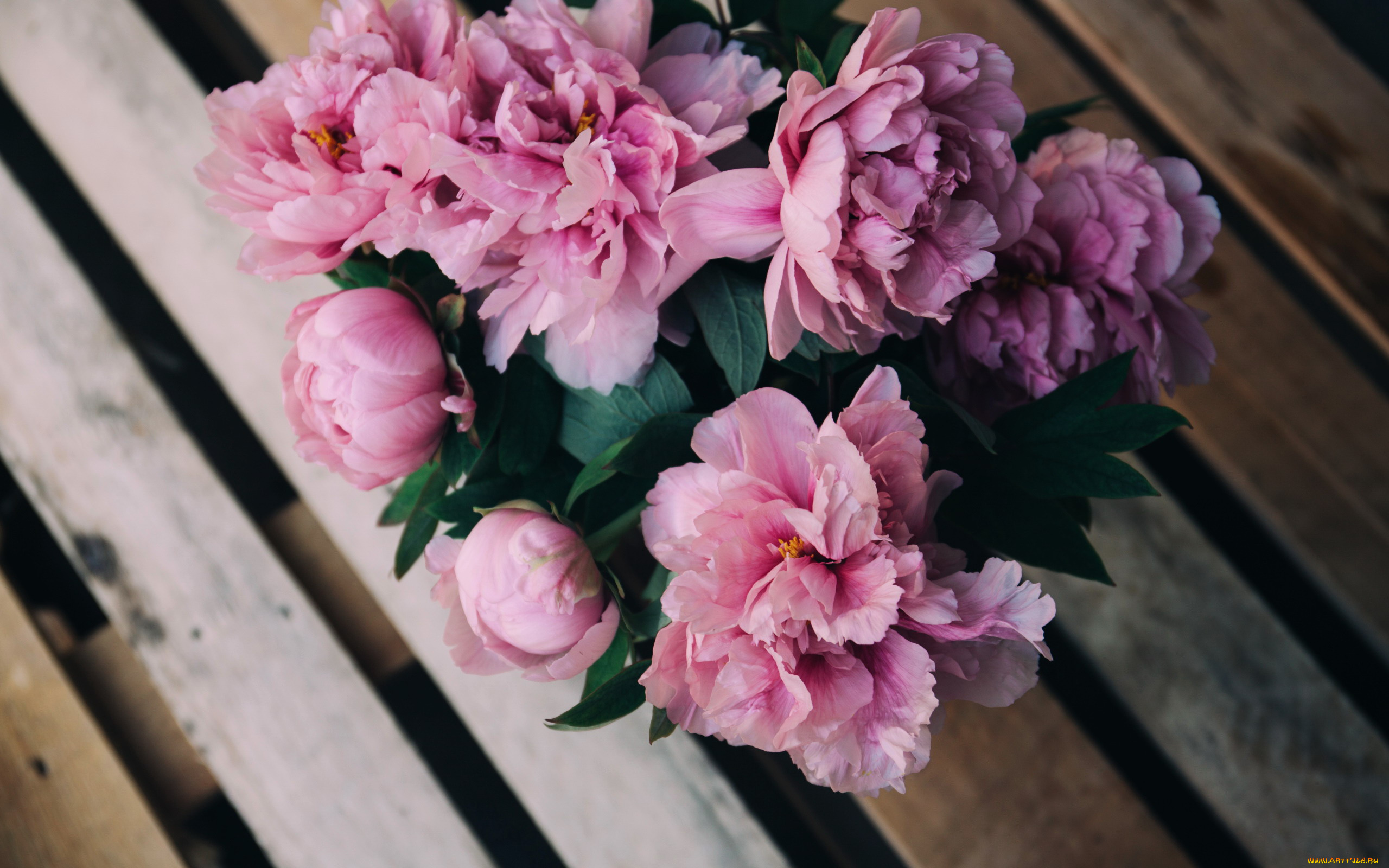 цветы, пионы, розовый