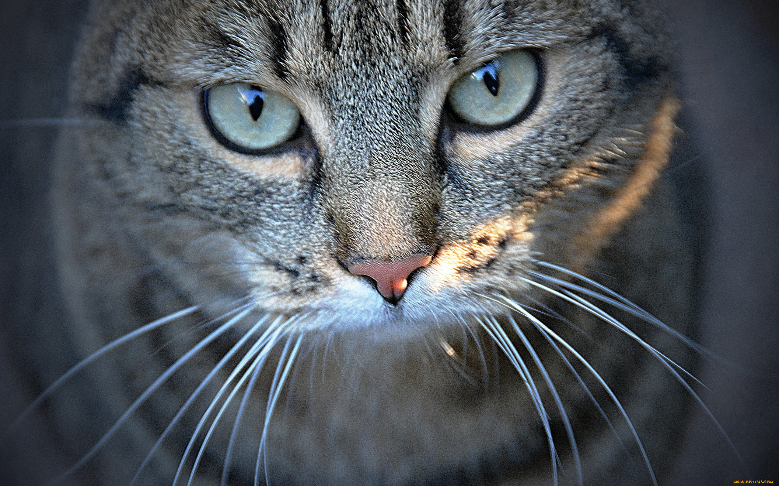 животные, коты, кот, крупный, план