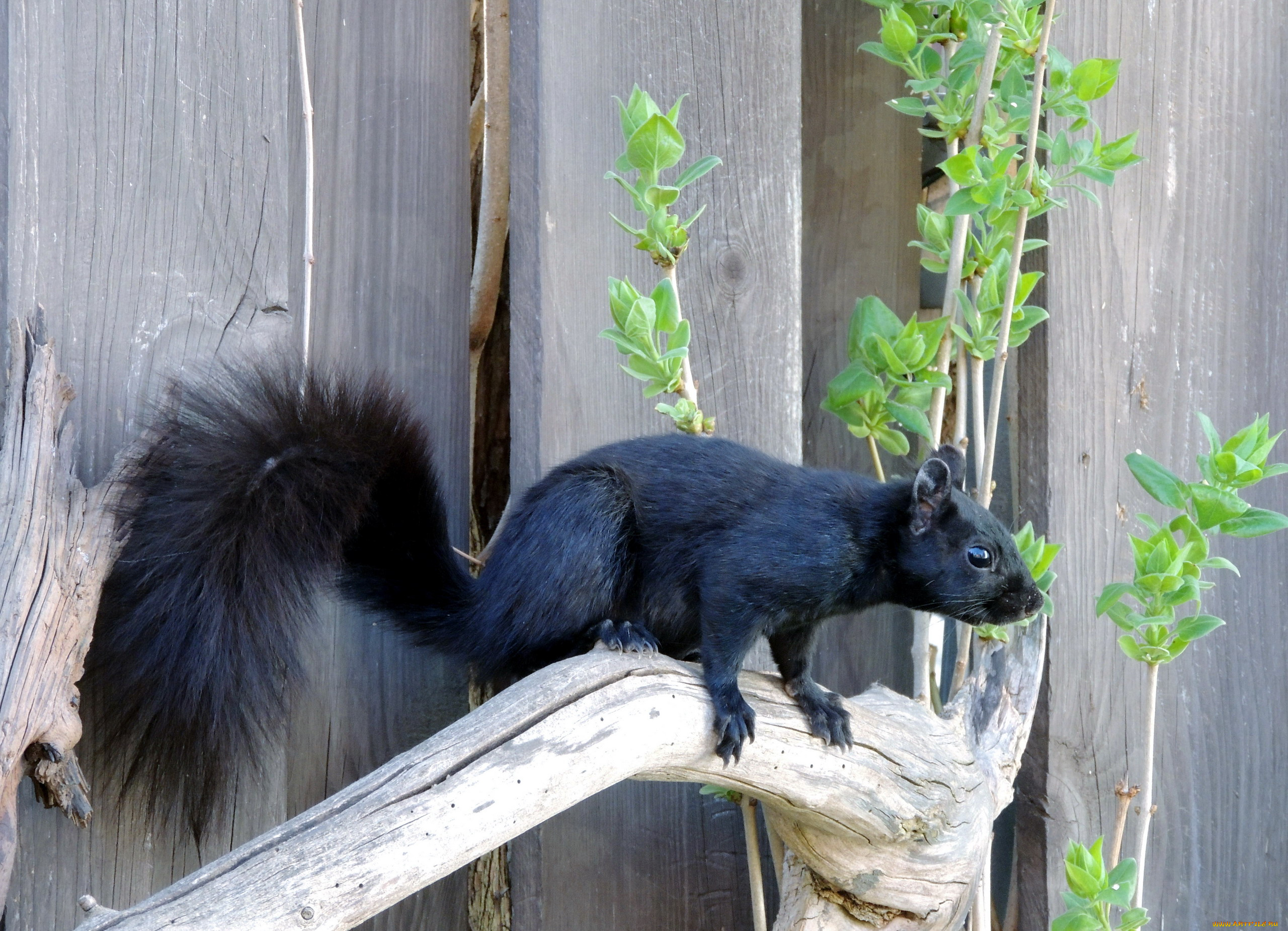 животные, белки, хвост, пушистый