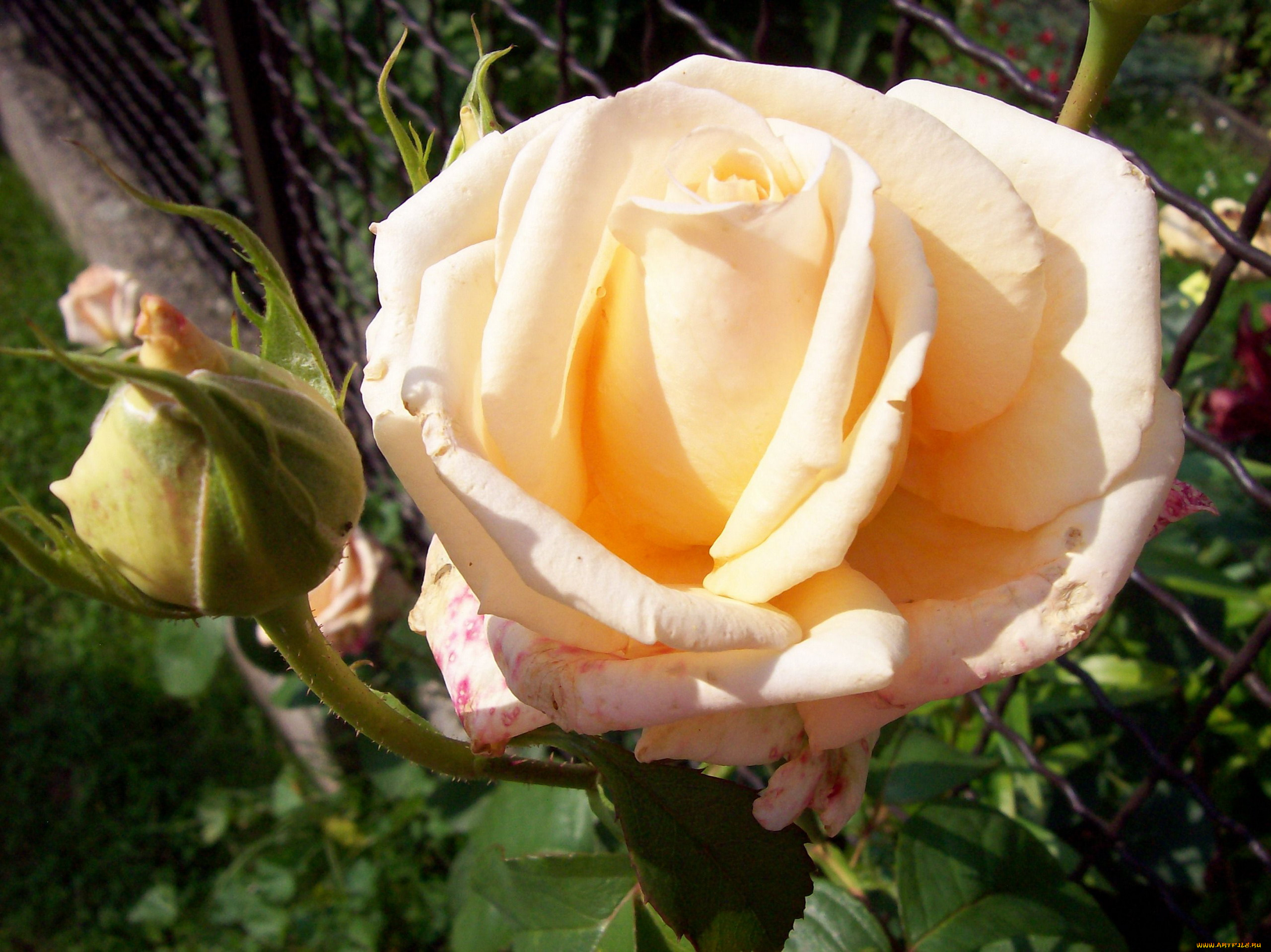 цветы, розы, бутон