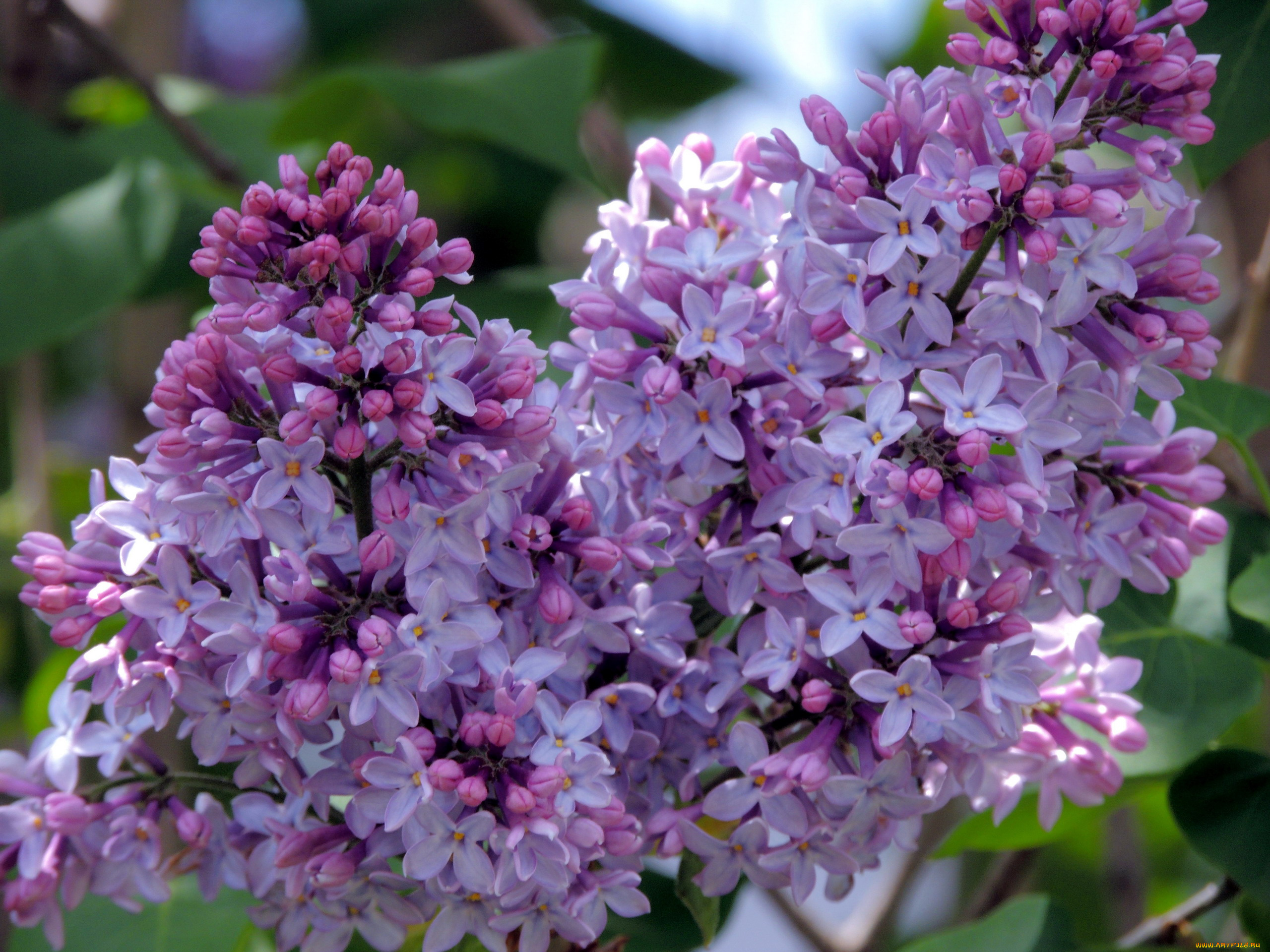 цветы, сирень, ветка