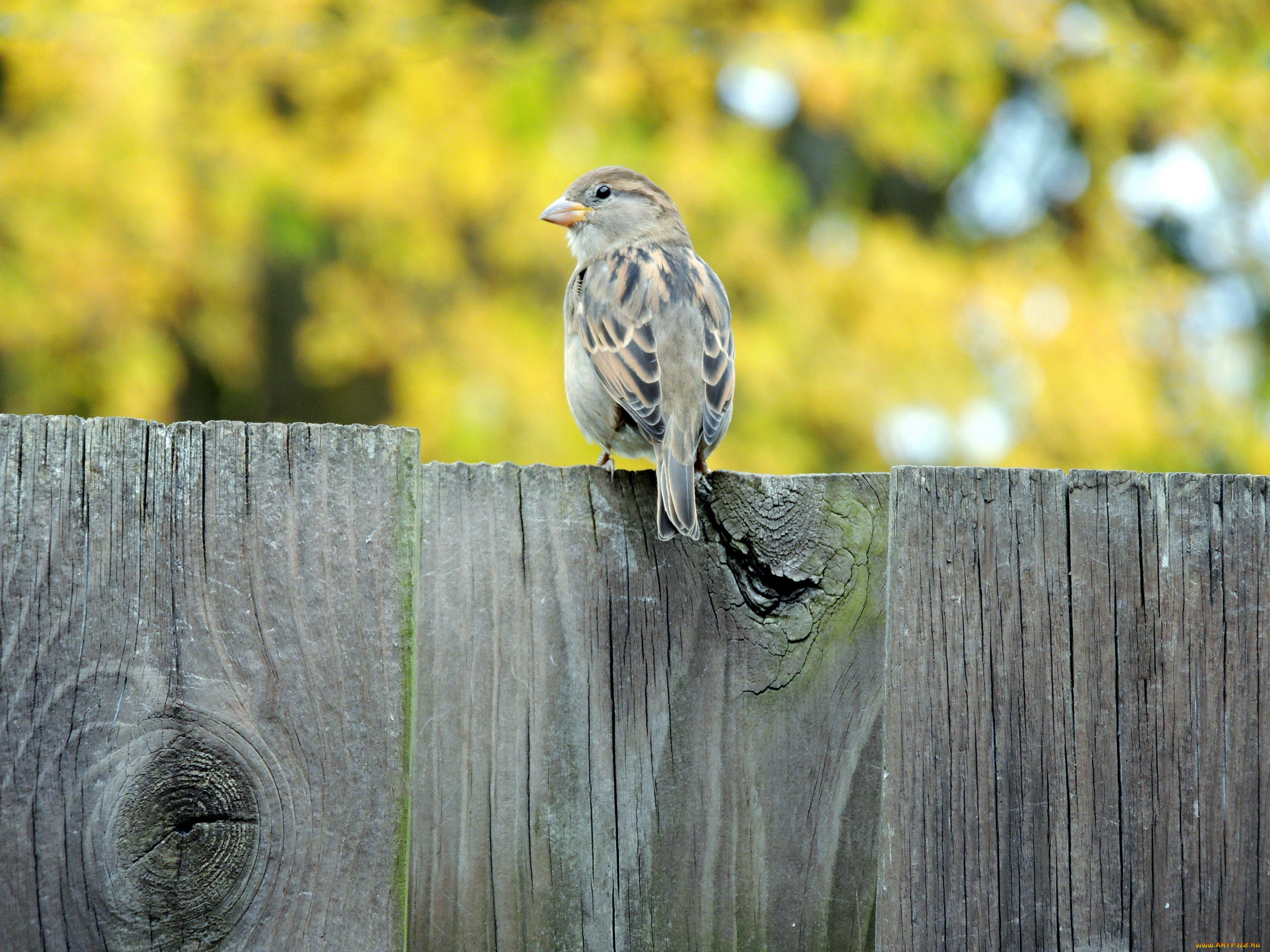животные, воробьи, забор, птичка