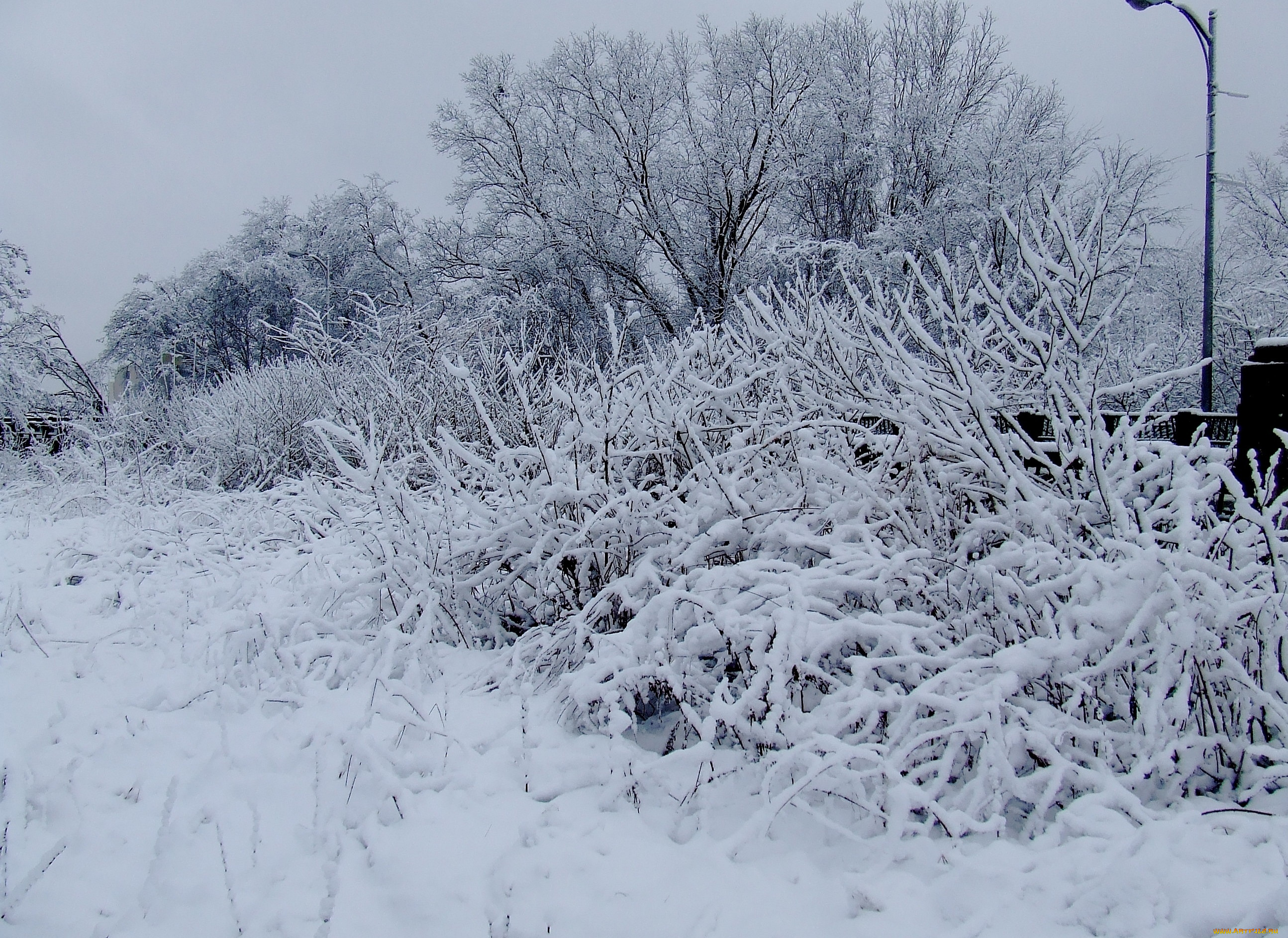 природа, зима, снег, деревья