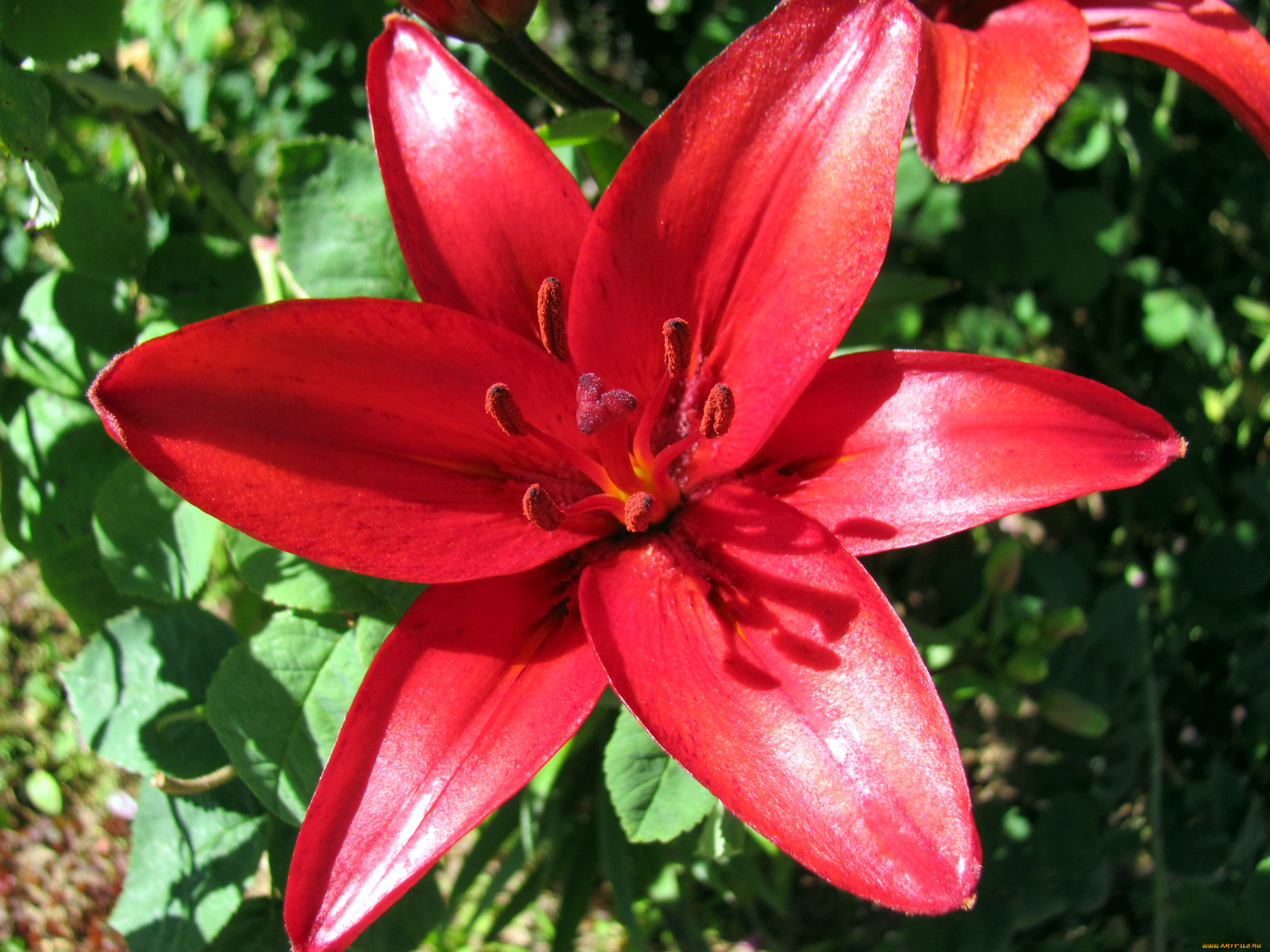 цветы, лилии, , лилейники, красная, лилия, макро