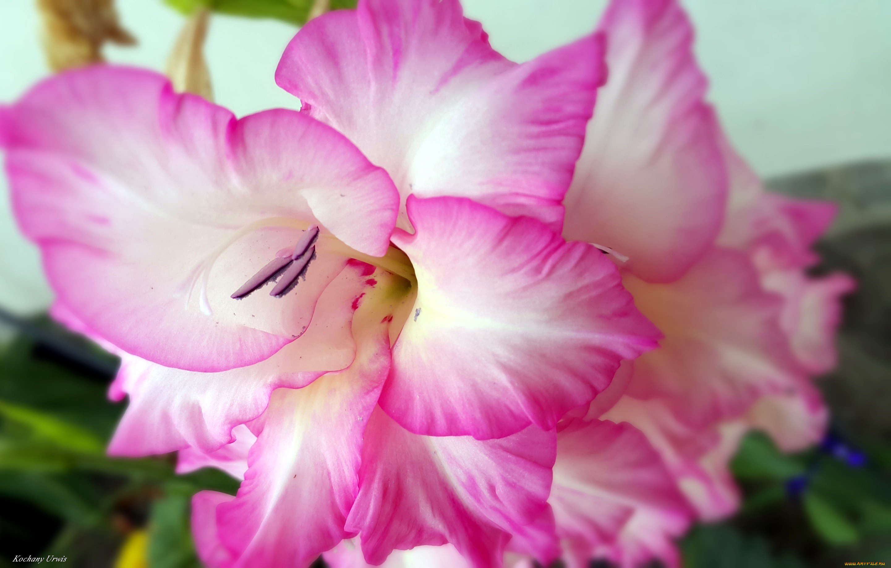 цветы, гладиолусы, нежность