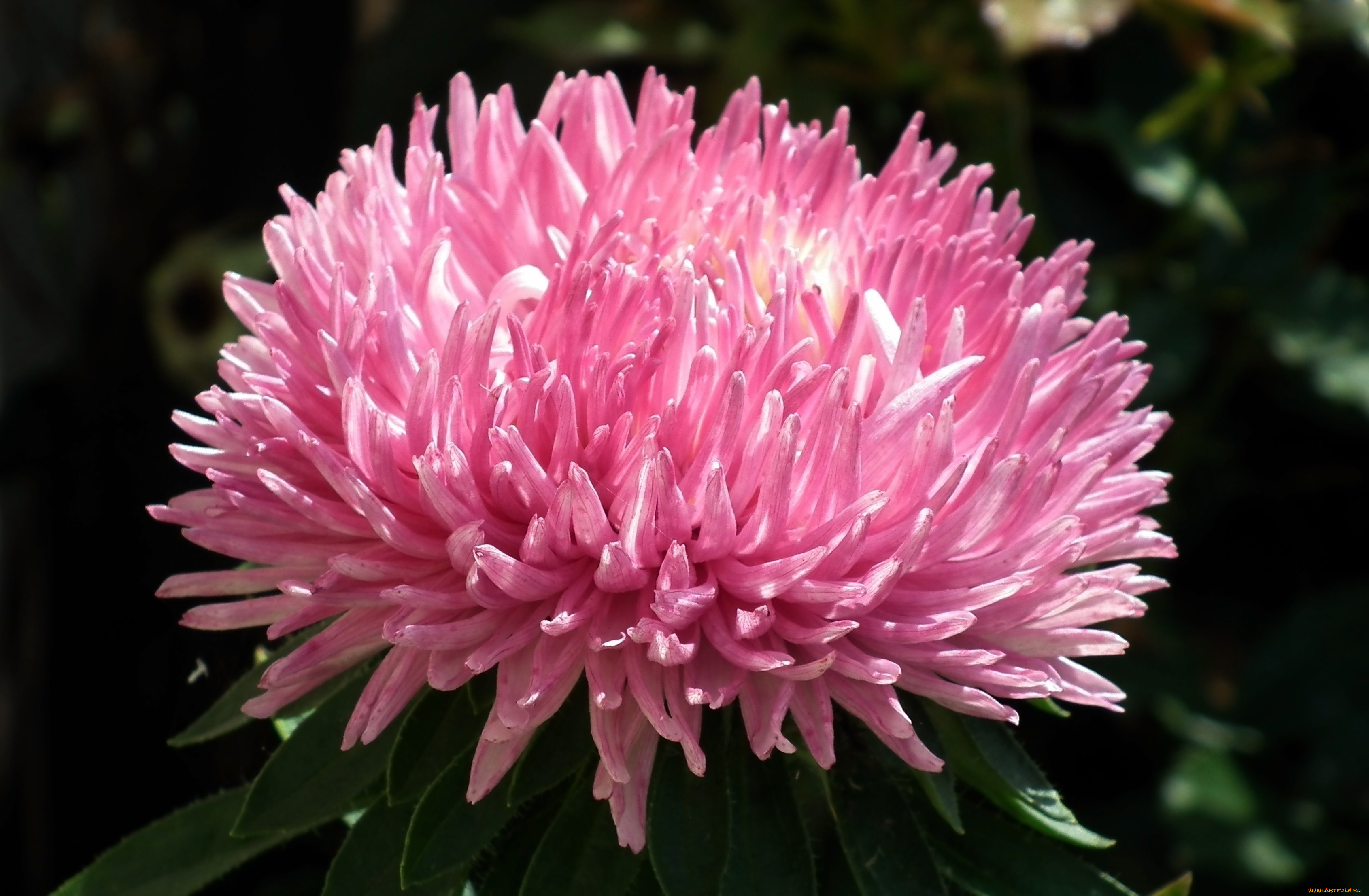 цветы, астры, розовый, макро