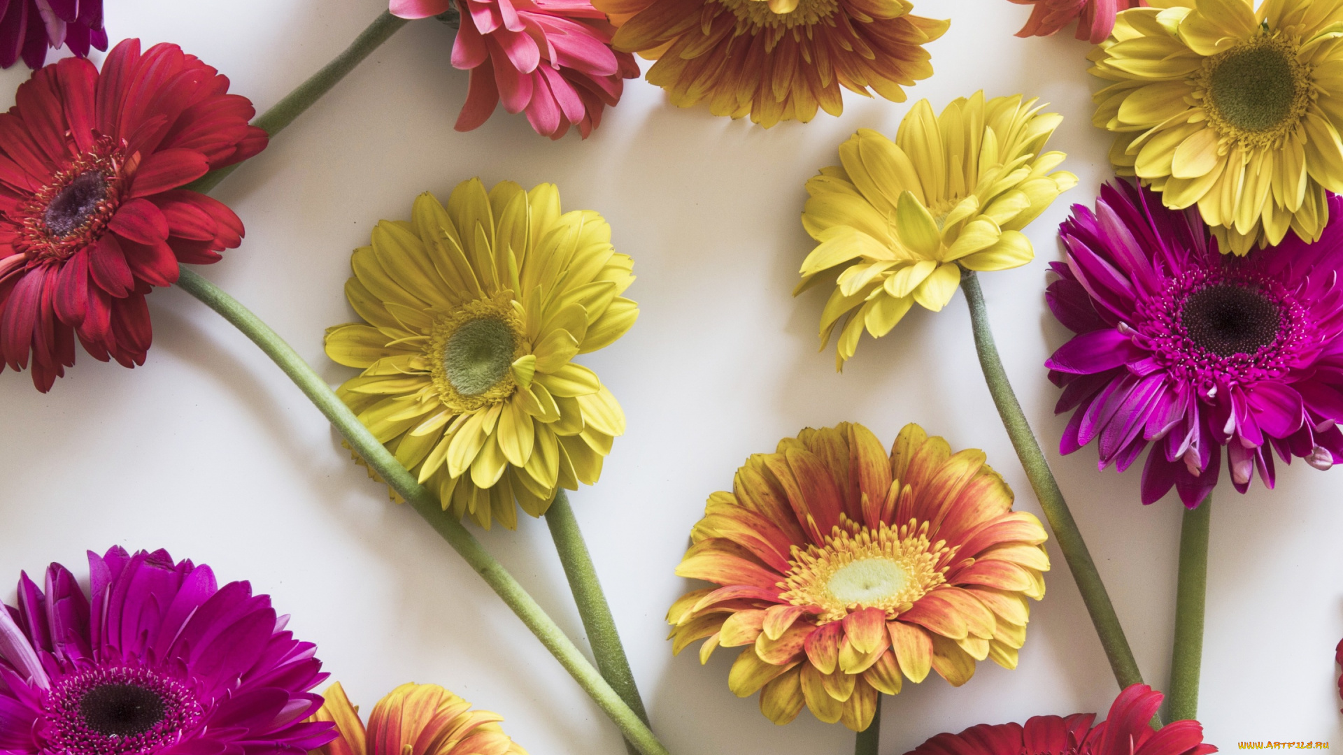 цветы, герберы, gerbera, spring, flowers, pink, colorful