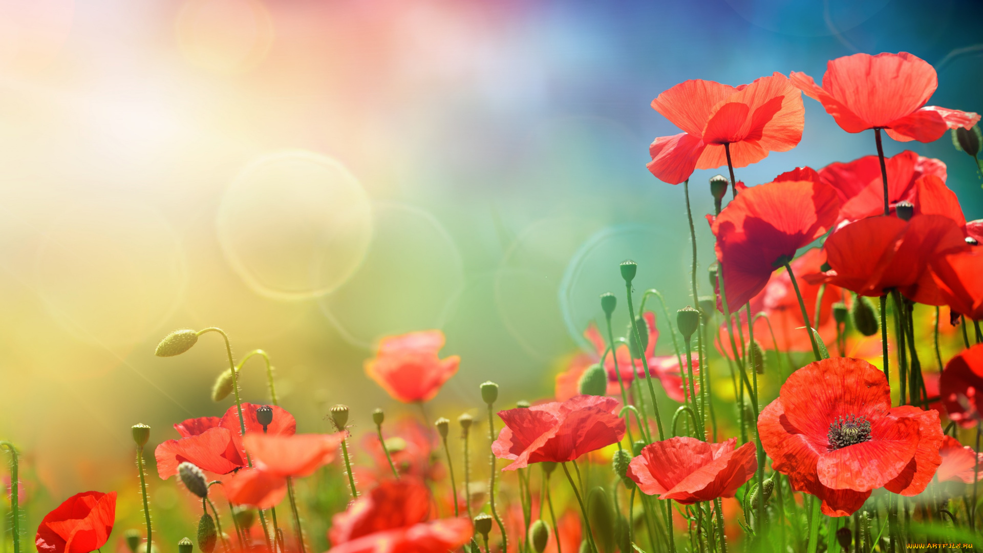 цветы, маки, flowers, spring, meadow, солнце, небо, трава, sky, весна