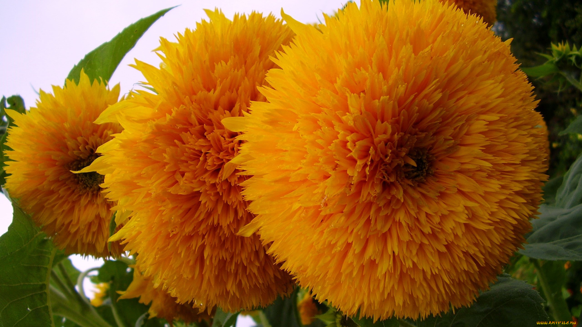 цветы, подсолнухи, махровые, желтые