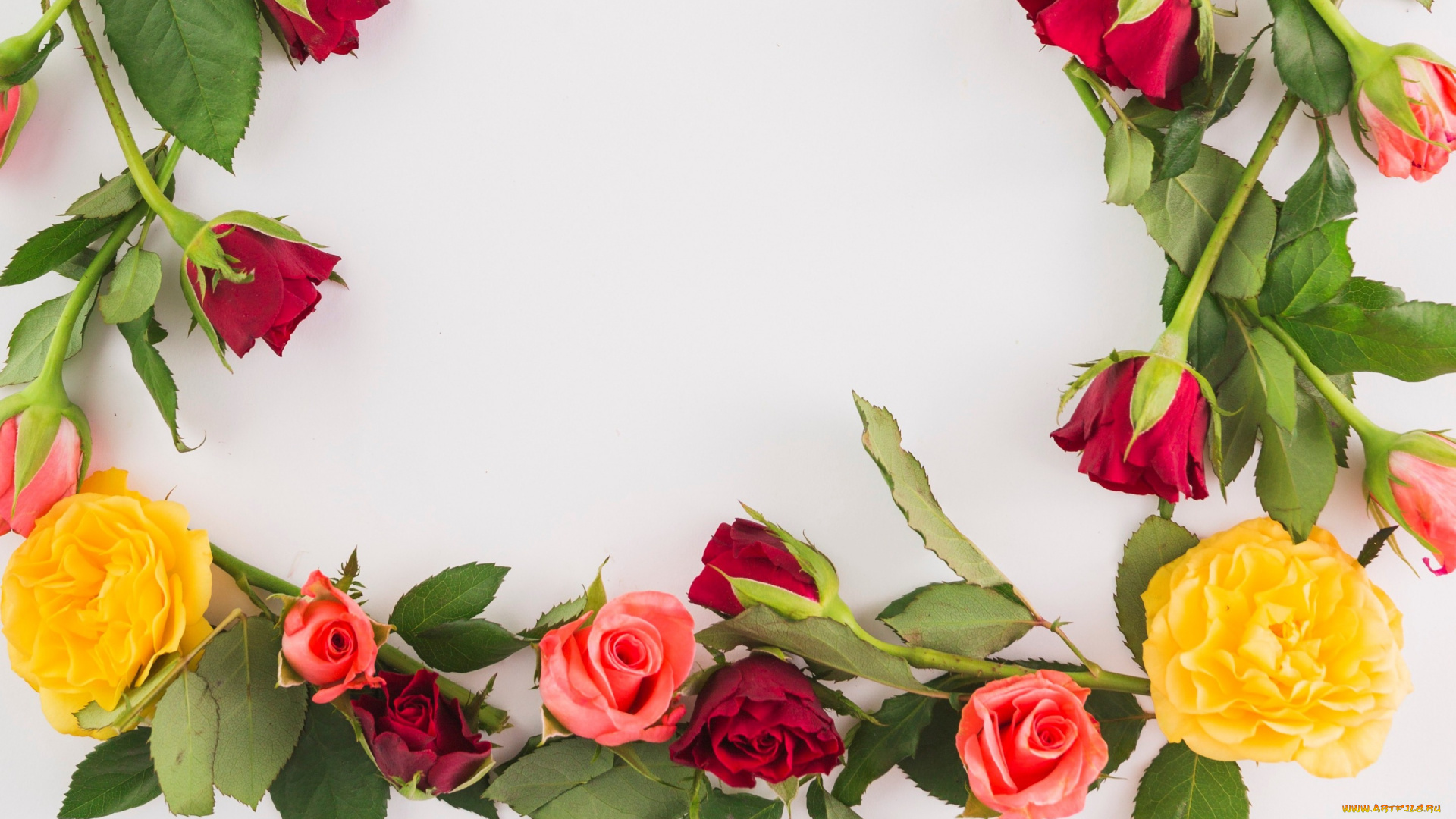 цветы, розы, бутоны, beautiful, розовые, colorful, roses, pink, листья, bud, flowers