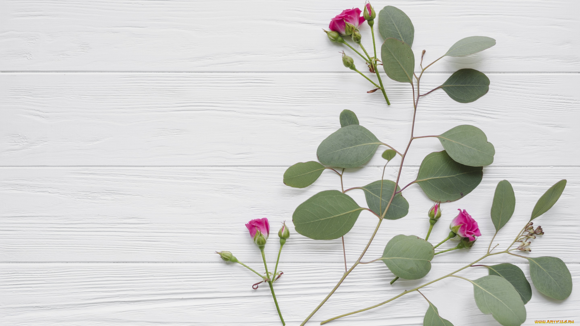 цветы, розы, бутоны, beautiful, розовые, roses, wood, pink, листья, bud, flowers