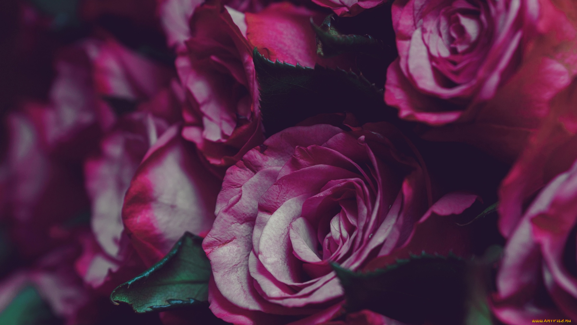 цветы, розы, лепестки, бутоны