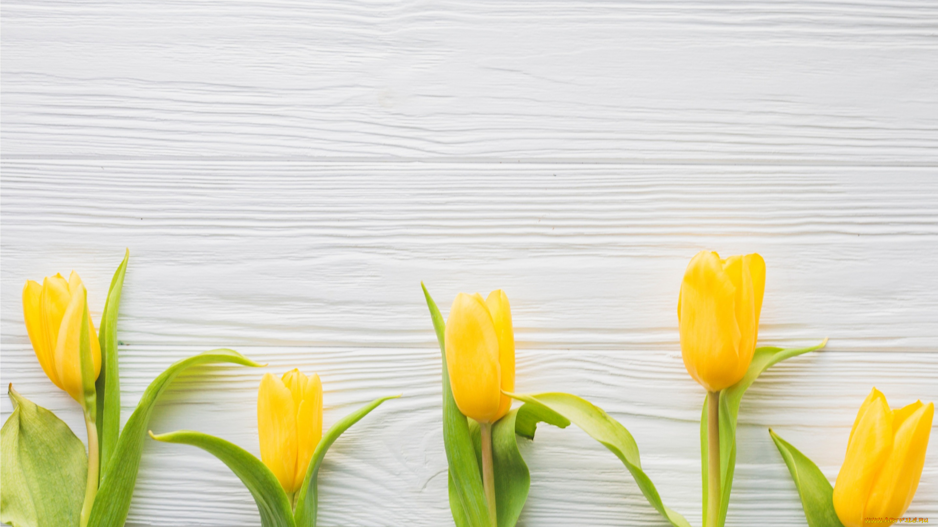 цветы, тюльпаны, flowers, spring, wood, желтые, fresh, весна, yellow, tender, tulips