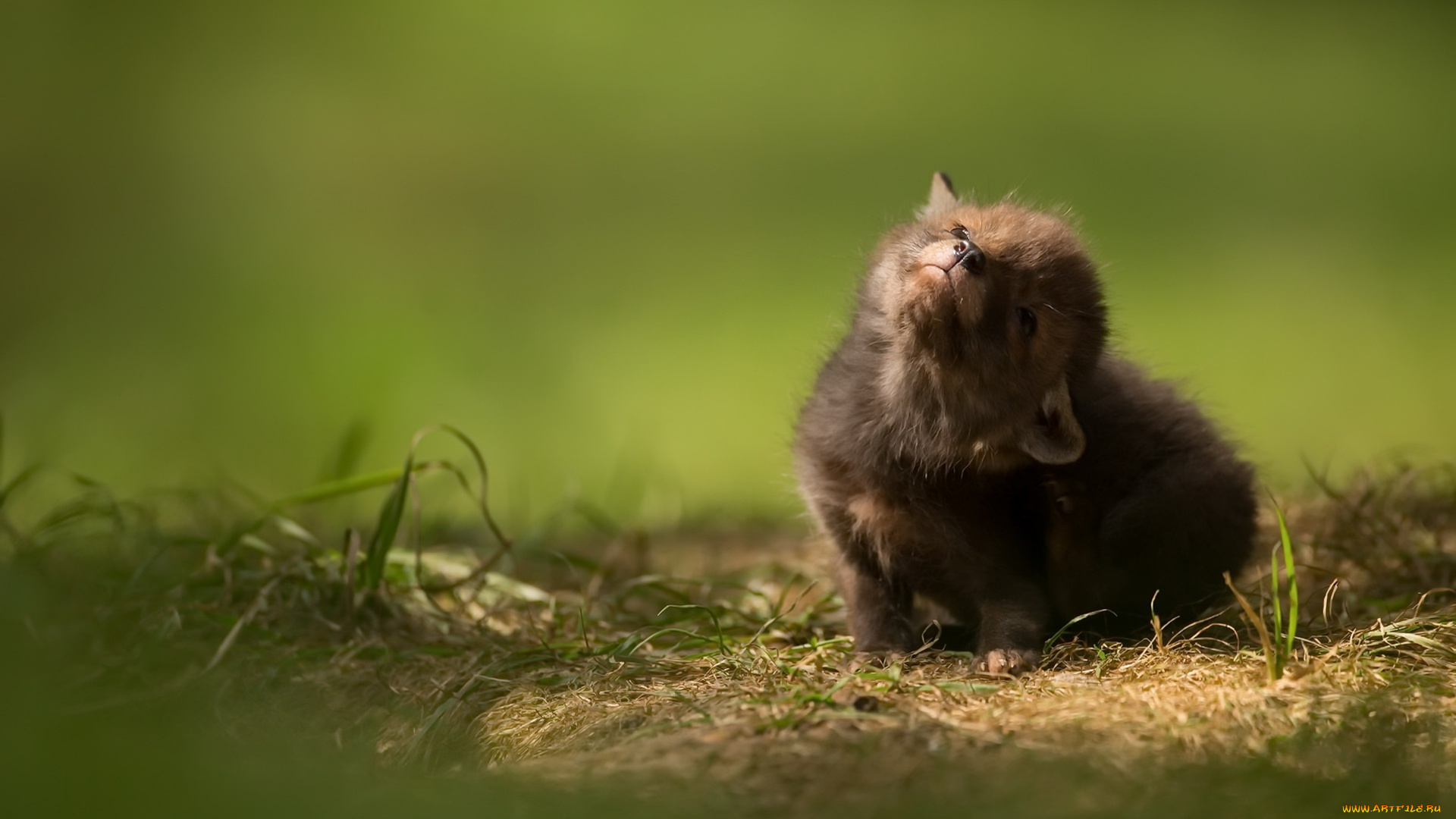 лисица, животные, лисы, природа, baby, animal, cub, малыш, wildlife
