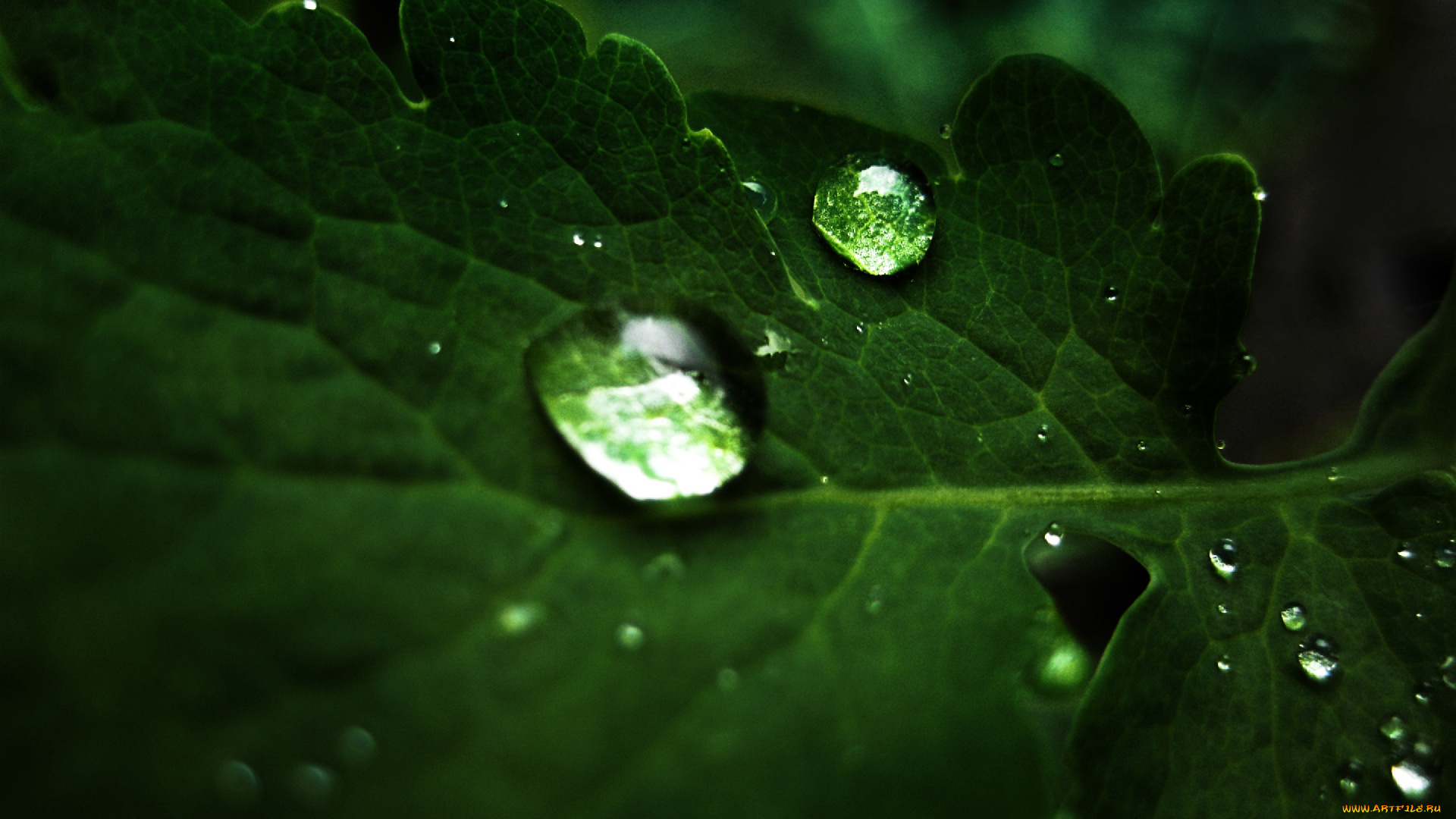 природа, листья, капли, макро, зеленый, лист