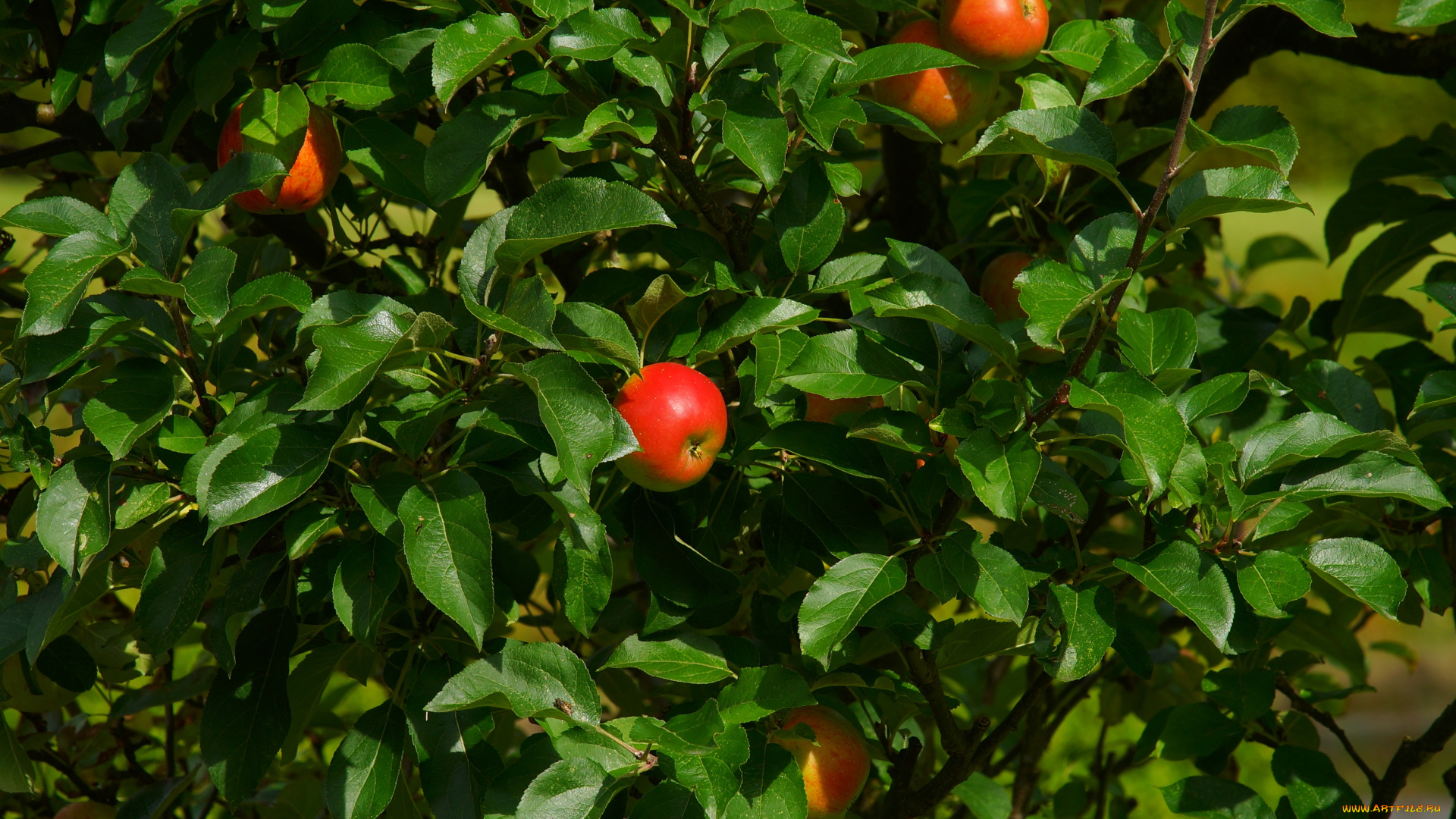 природа, плоды, яблоки, фон, листья, ветка