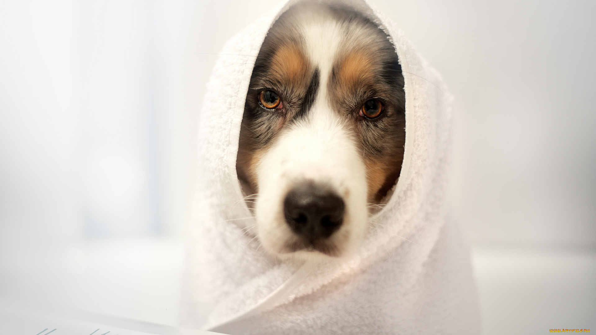 собака, животные, собаки, полотенце, грусть, морда