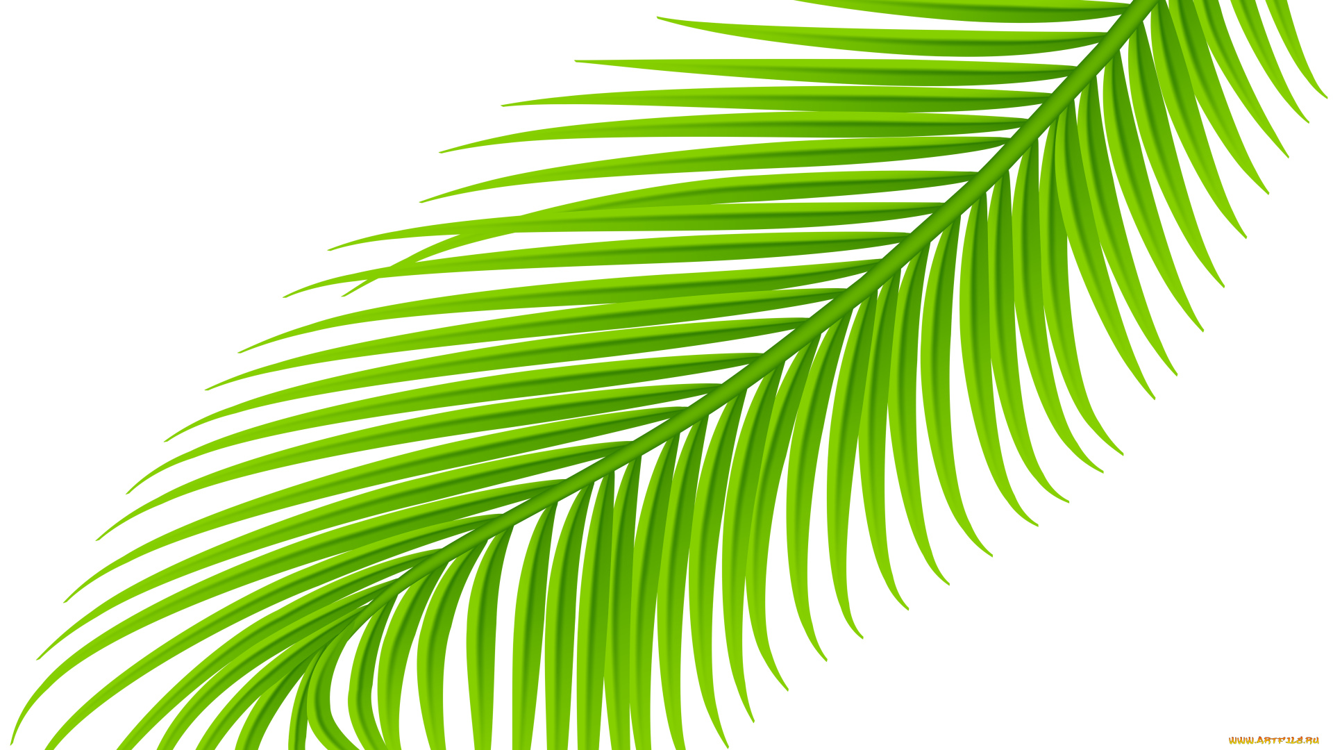 векторная, графика, природа, , nature, листья, ветка, фон