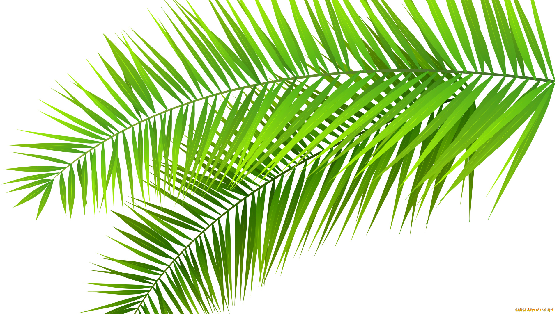 векторная, графика, природа, , nature, листья, ветка, фон