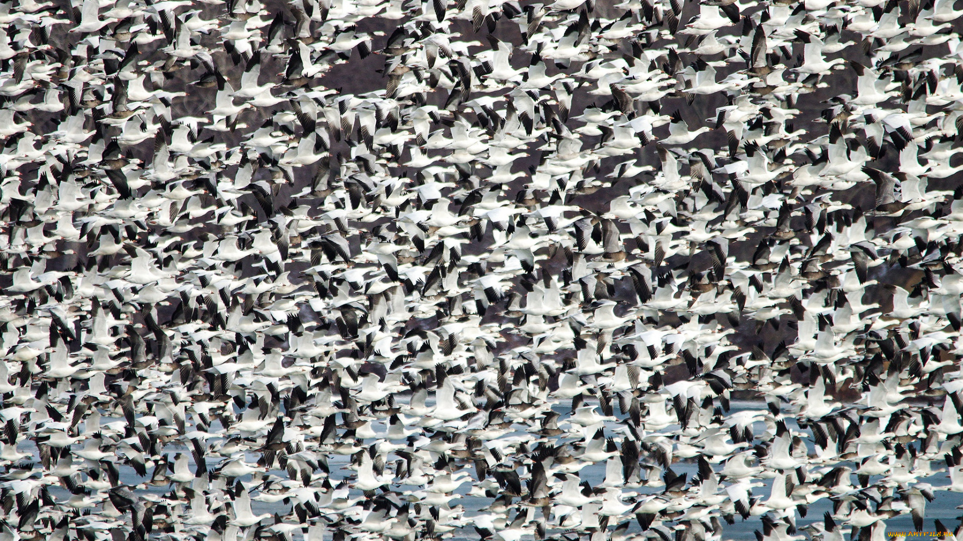 животные, гуси