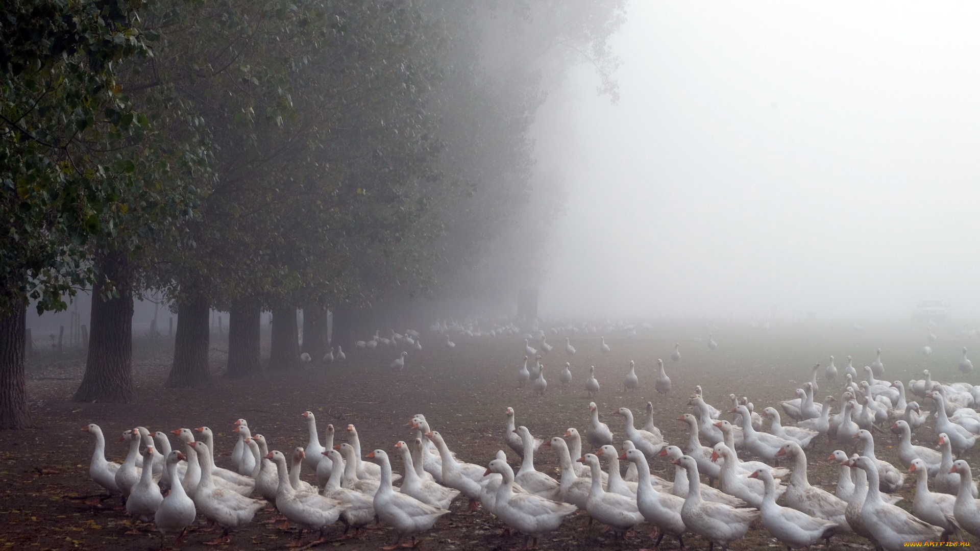 животные, гуси, природа, туман