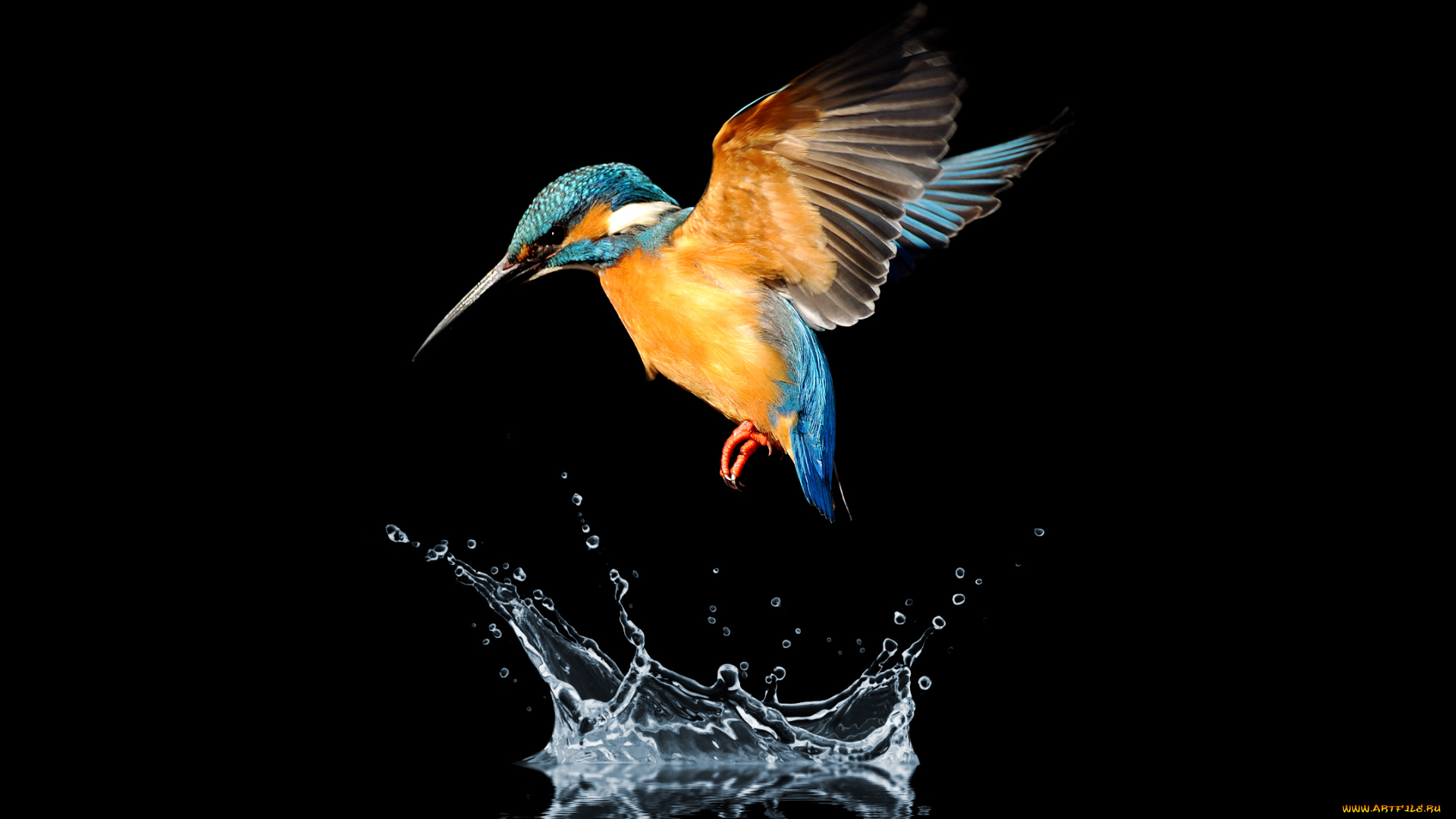 зимородок, животные, зимородки, вода, птица, blue, tailed, hummingbird