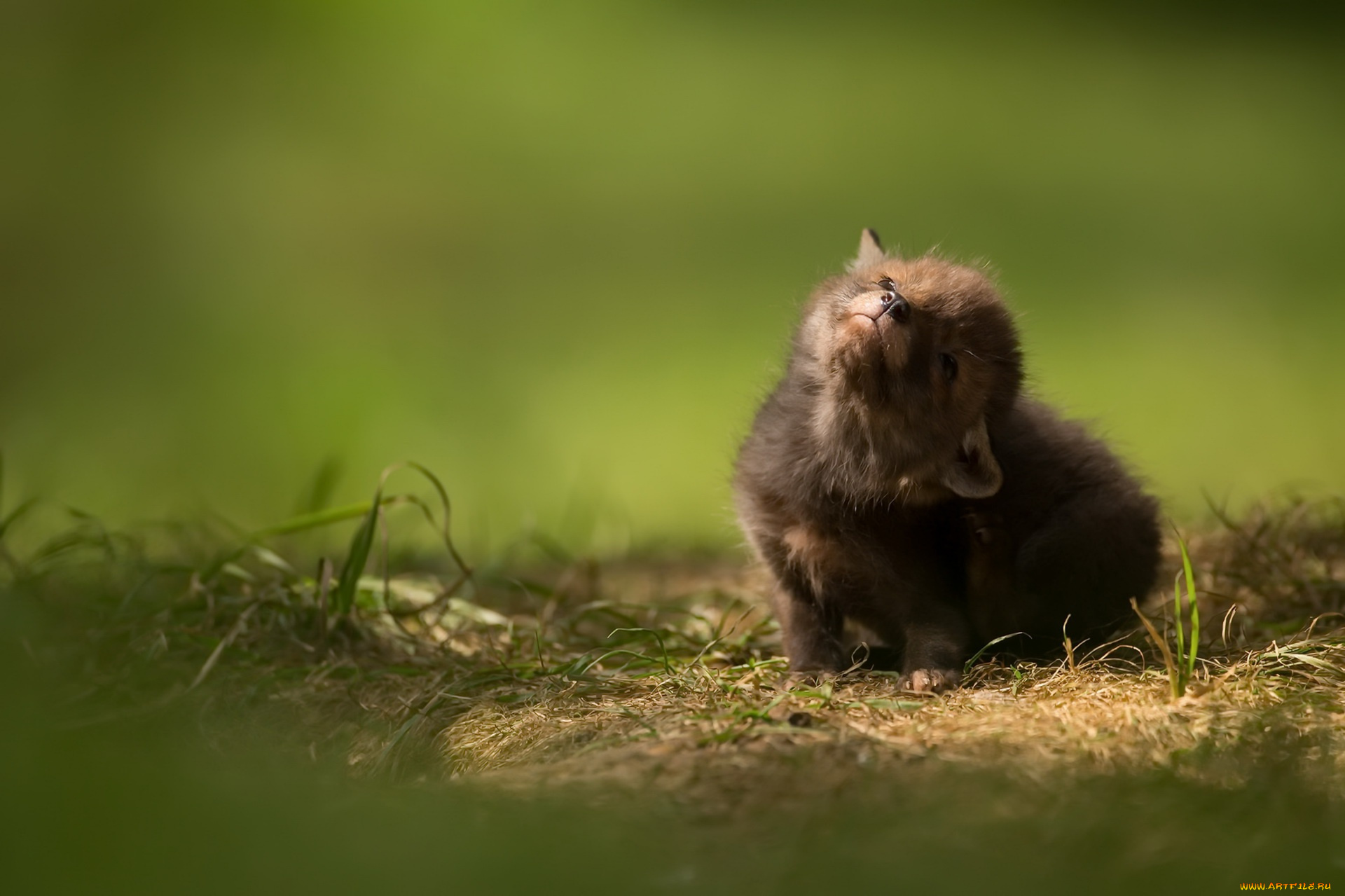 лисица, животные, лисы, природа, baby, animal, cub, малыш, wildlife