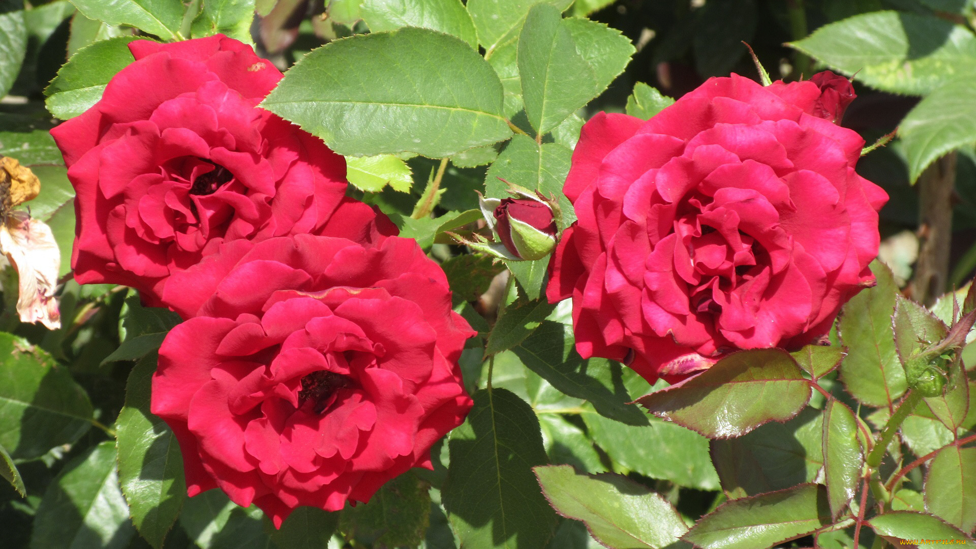 цветы, розы, лето, 2018, июнь