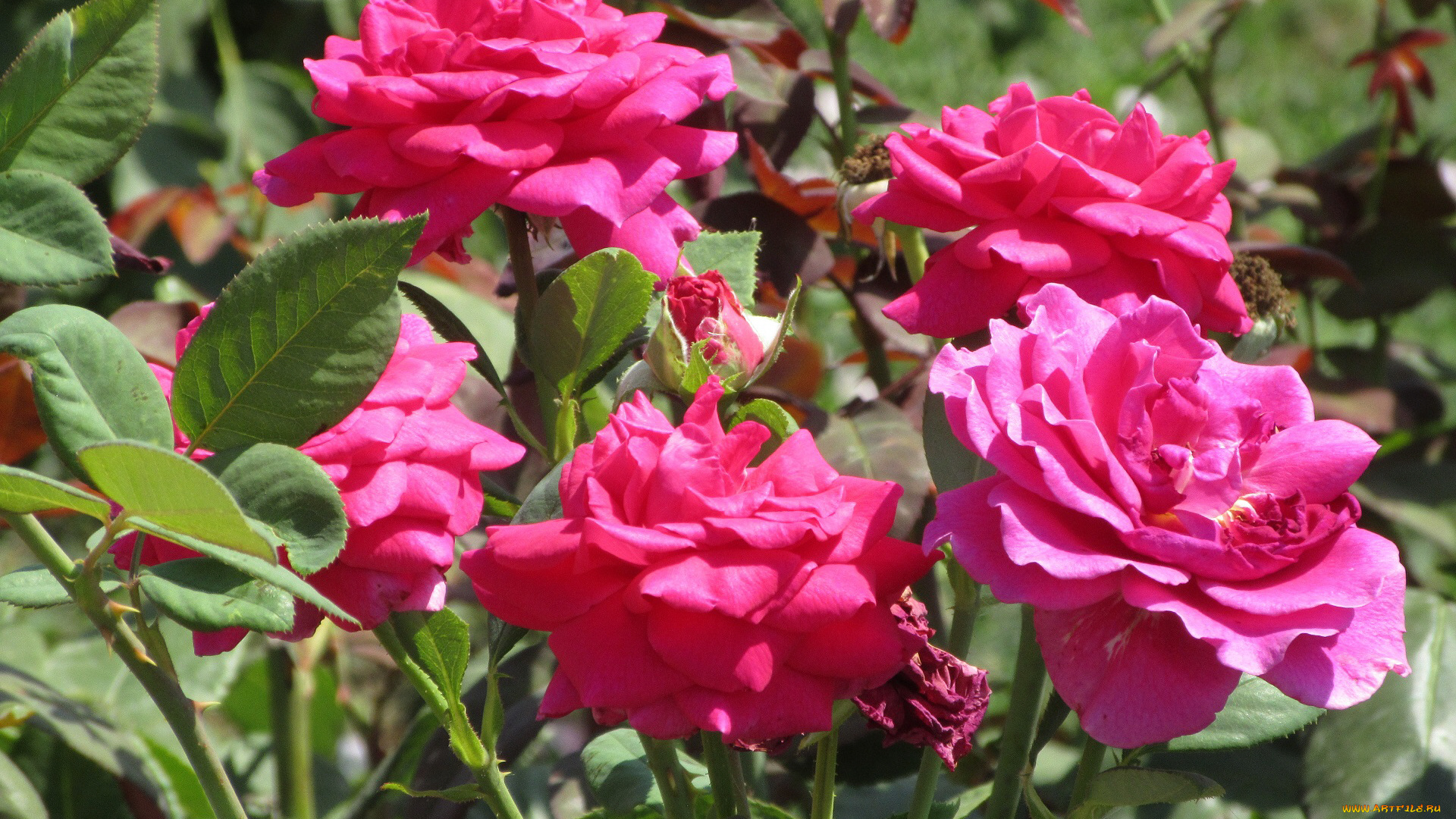 цветы, розы, лето, 2018, июнь