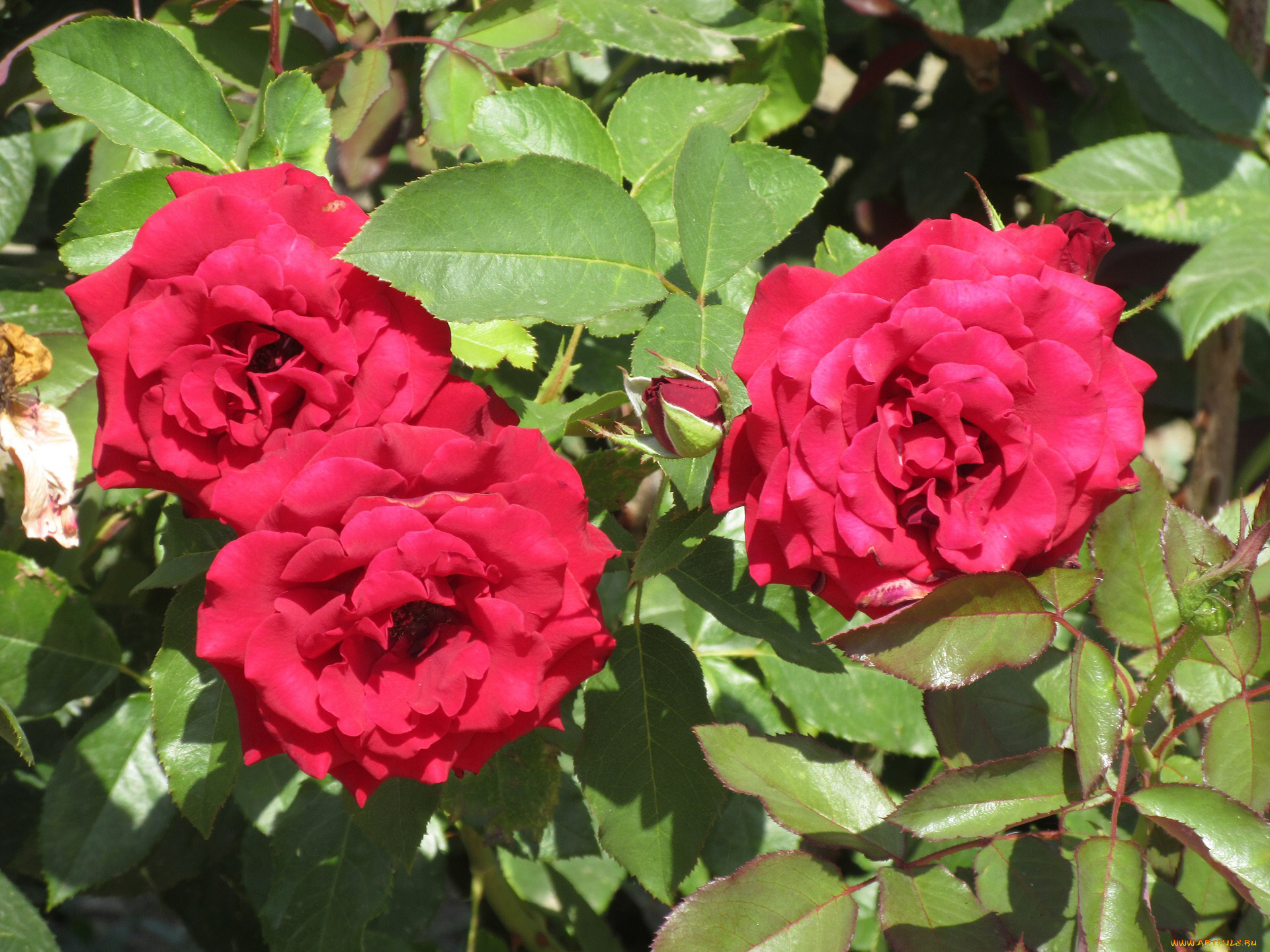 цветы, розы, лето, 2018, июнь